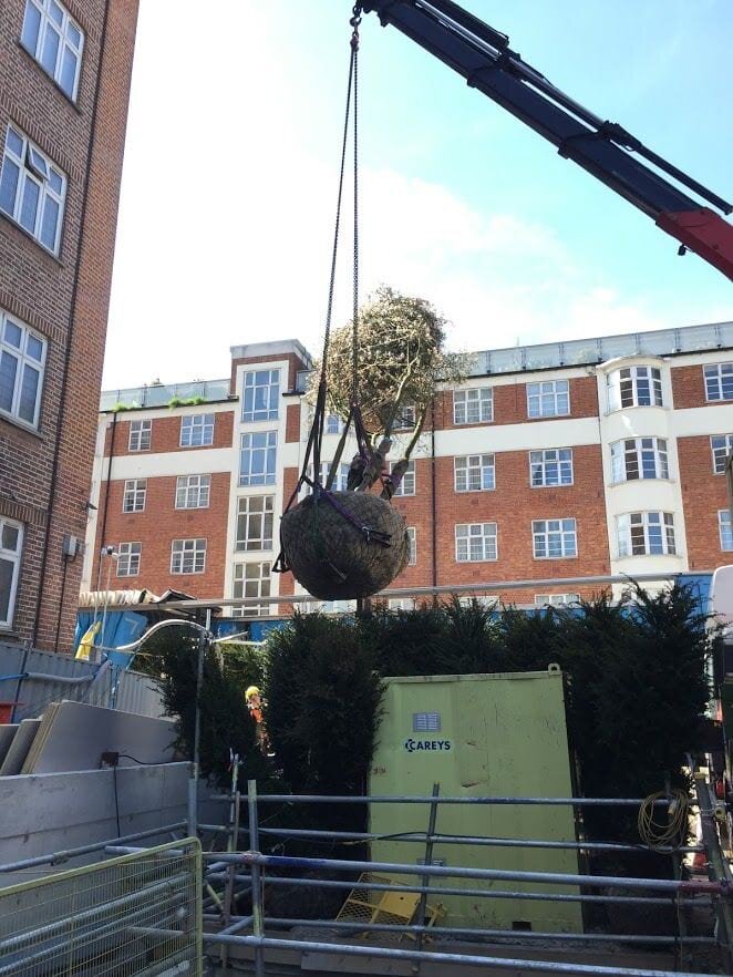 alaster-anderson-crane-large-plant-installation-london-screening.jpg