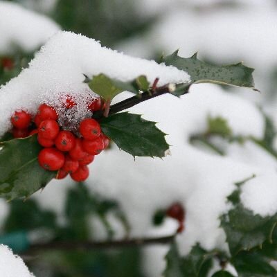 holly-snow-plant-experts-alaster-anderson.jpg