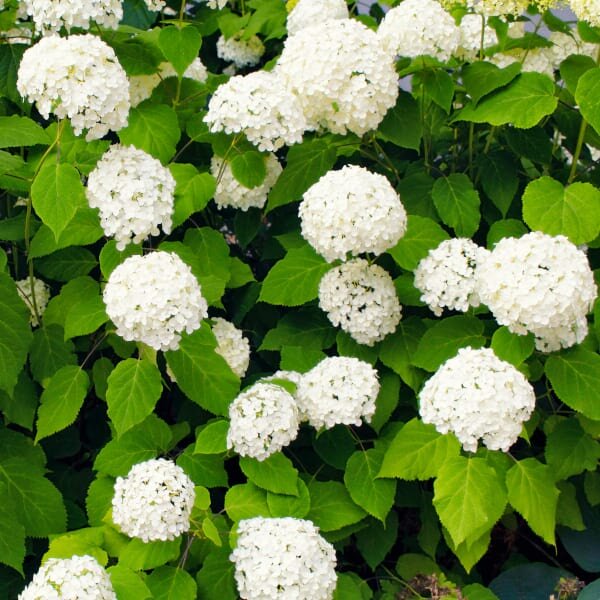 alaster - anderson-white-garden-london-designer-Hydrangeaarborescens 'Annabelle'.jpg