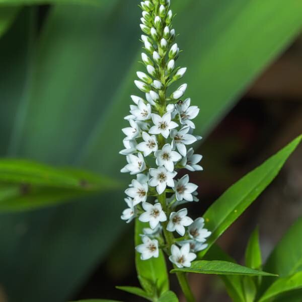 alaster-anderson-plant-expert-white-gardens-london-designer-Lysimachia-barystachys-600x600.jpg