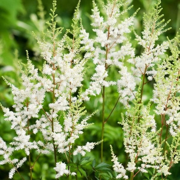 alaster-anderson-white-garden-london-designer-plant-expert-astilbe-chinensis-vision-in-white.jpg