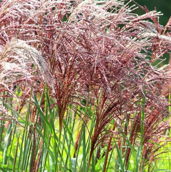 How evergreens can provide year-round structure in your garden