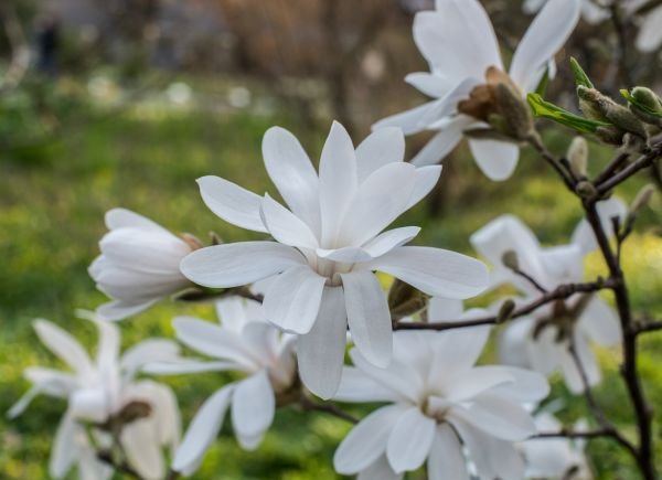 Magnolia stellate