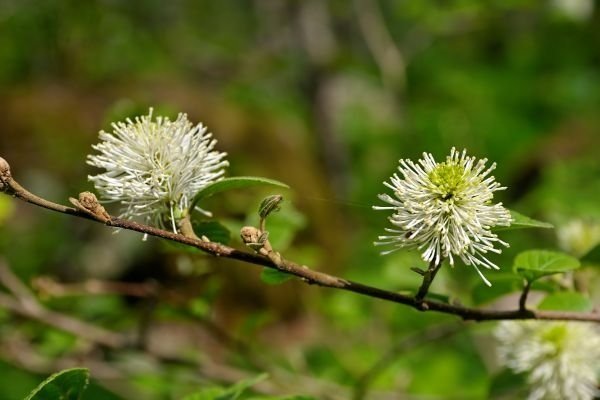 Fothergilla major