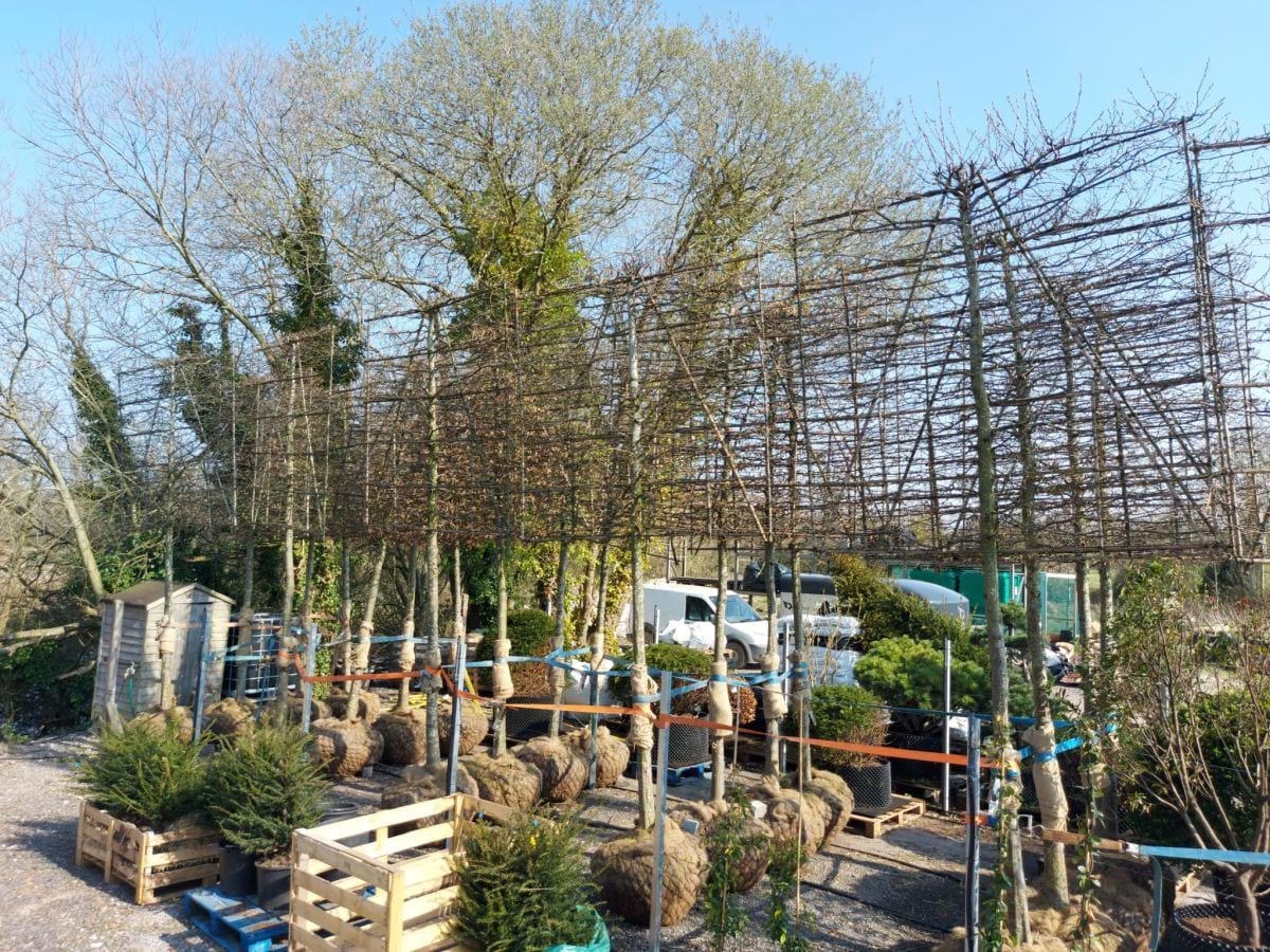 alaster-anderson-garden-designer-london-hampshire-surrey-case-study-epping-forest-pleached-trees- hedges.jpg