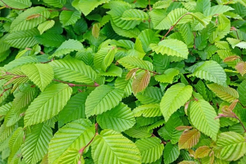 alaster-anderson-carpinus betulus-garden-designer-london-epping-forest.jpg