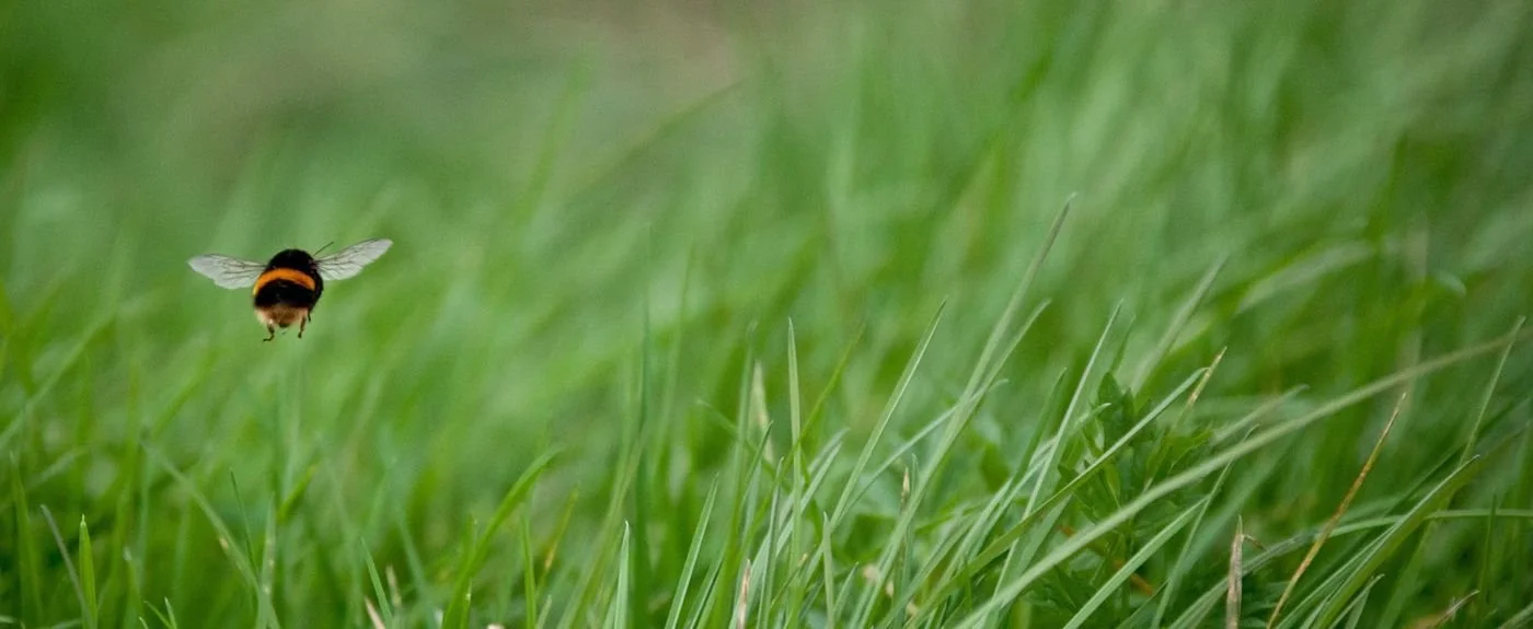 artificial-real-grass-pros-cons-expert-view-sustainability-wildlife.jpg
