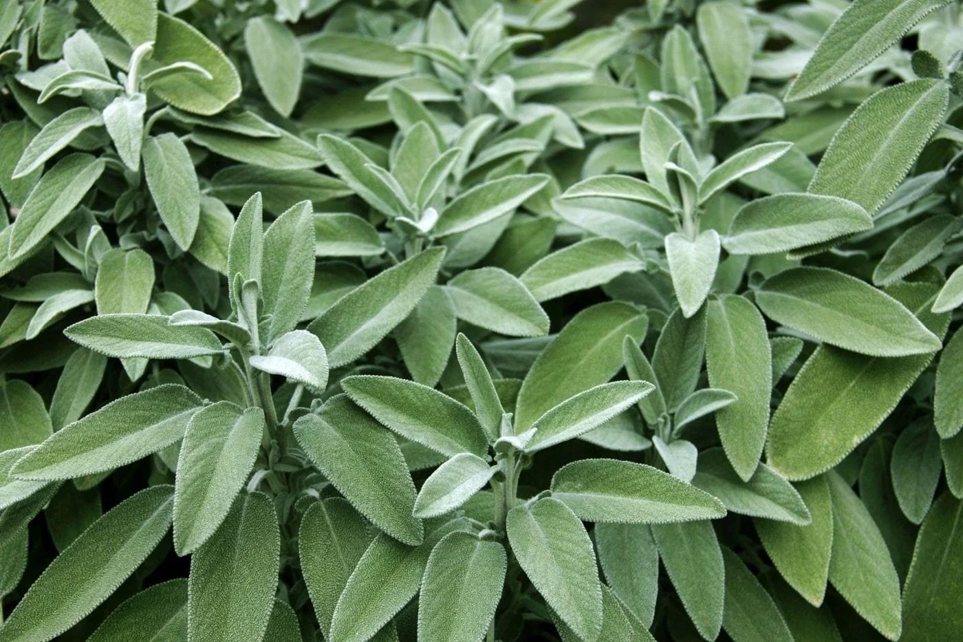Fresh-sage-in-the-herb-garden-when-to-plan-a-garden.jpg