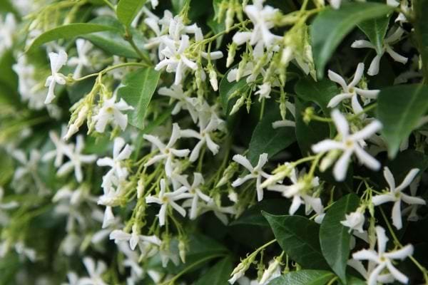climbers-small-gardens-london-aslaster-anderson-Trachelospermum jasminoides (star jasmine) - alaster-anderson-white-garden-planting-expert.jpg