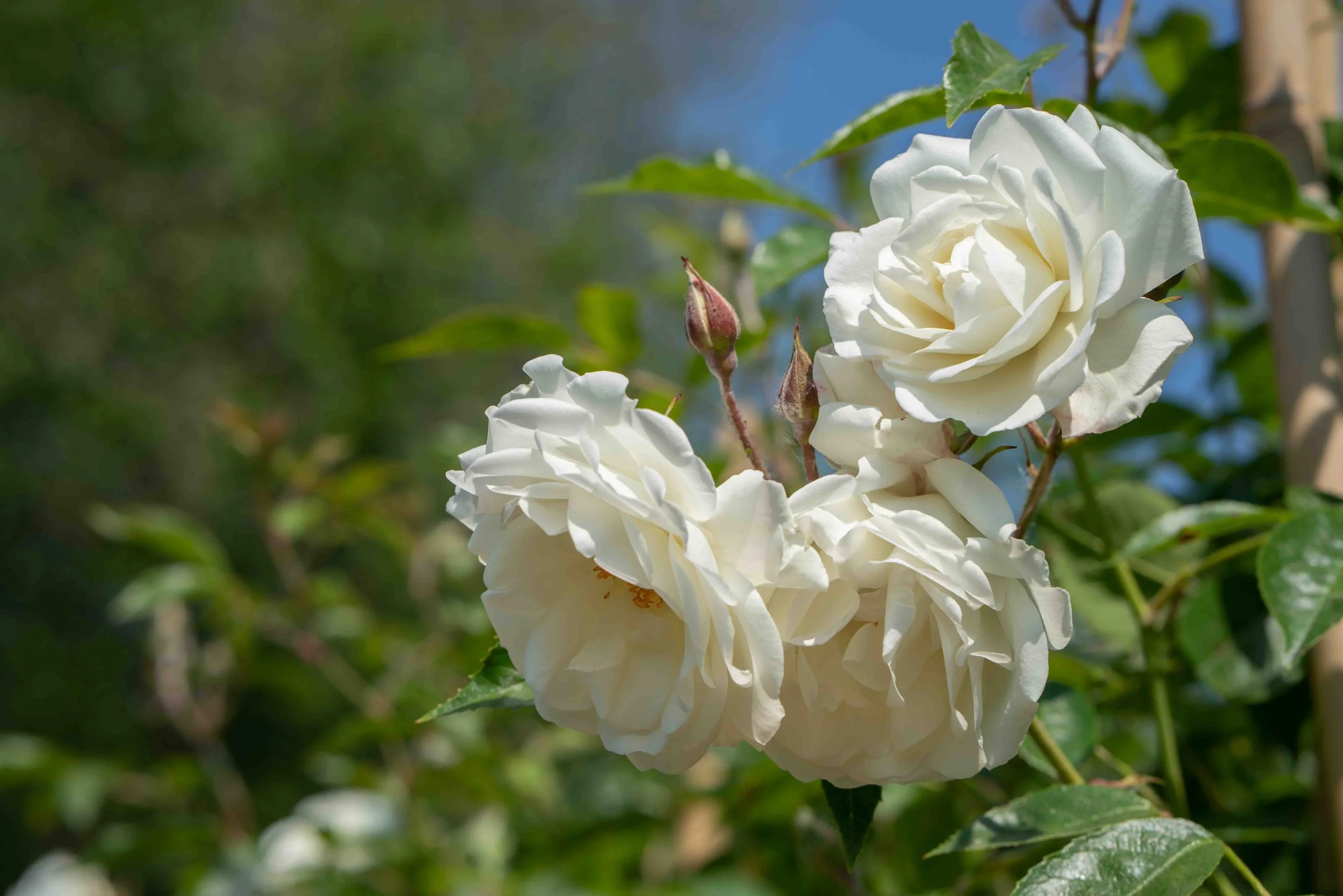 Repeat Flowering Climbing Roses - Home Alqu