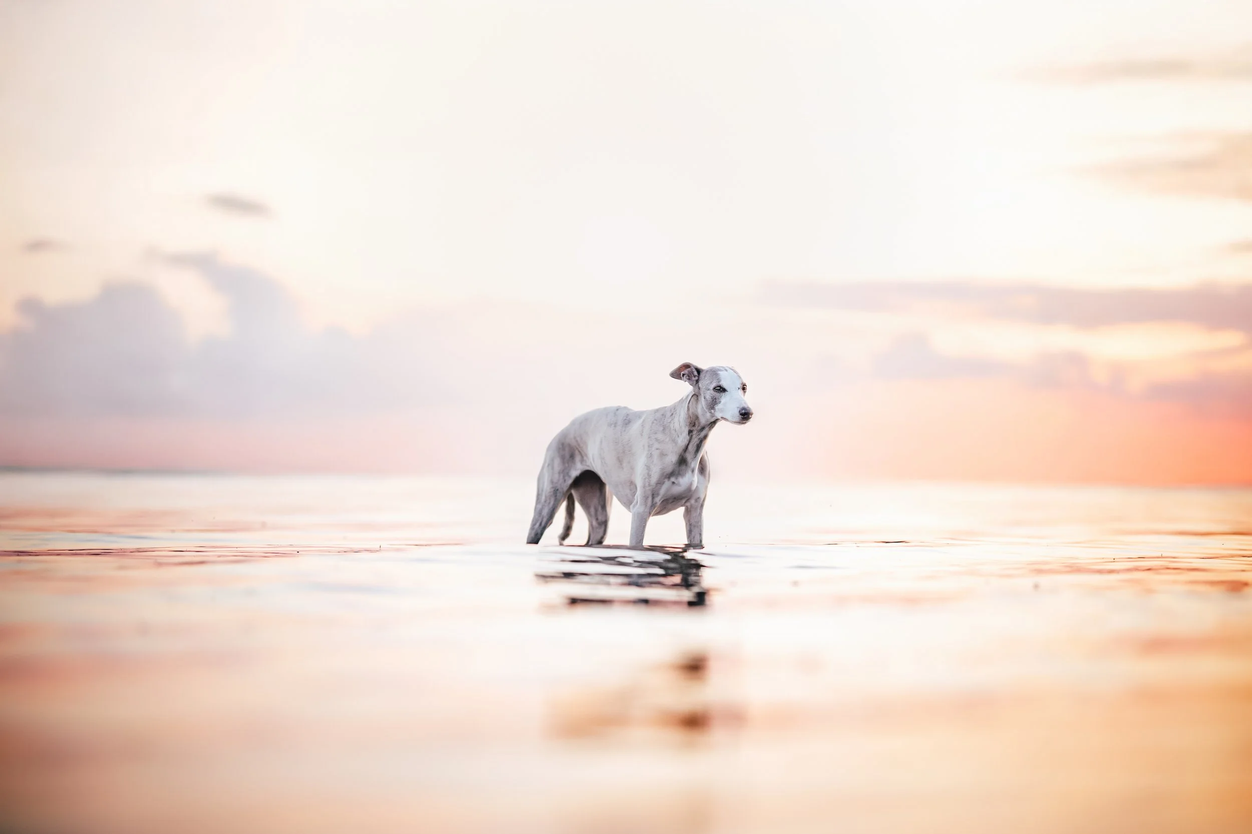 0C1A4437-Edit.jpg
