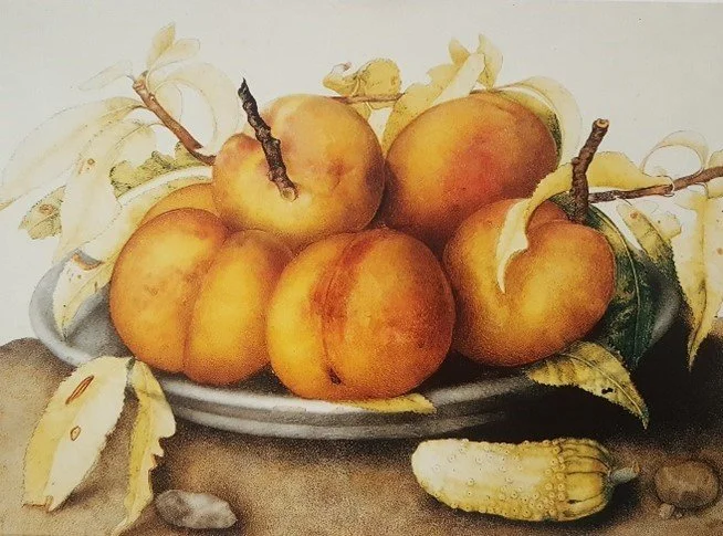 Zeventiende-eeuwse Italiaanse kunstenares Giovanna Garzoni:  “Zie, o nieuwsgierig oog, de grootsheid van het universum”