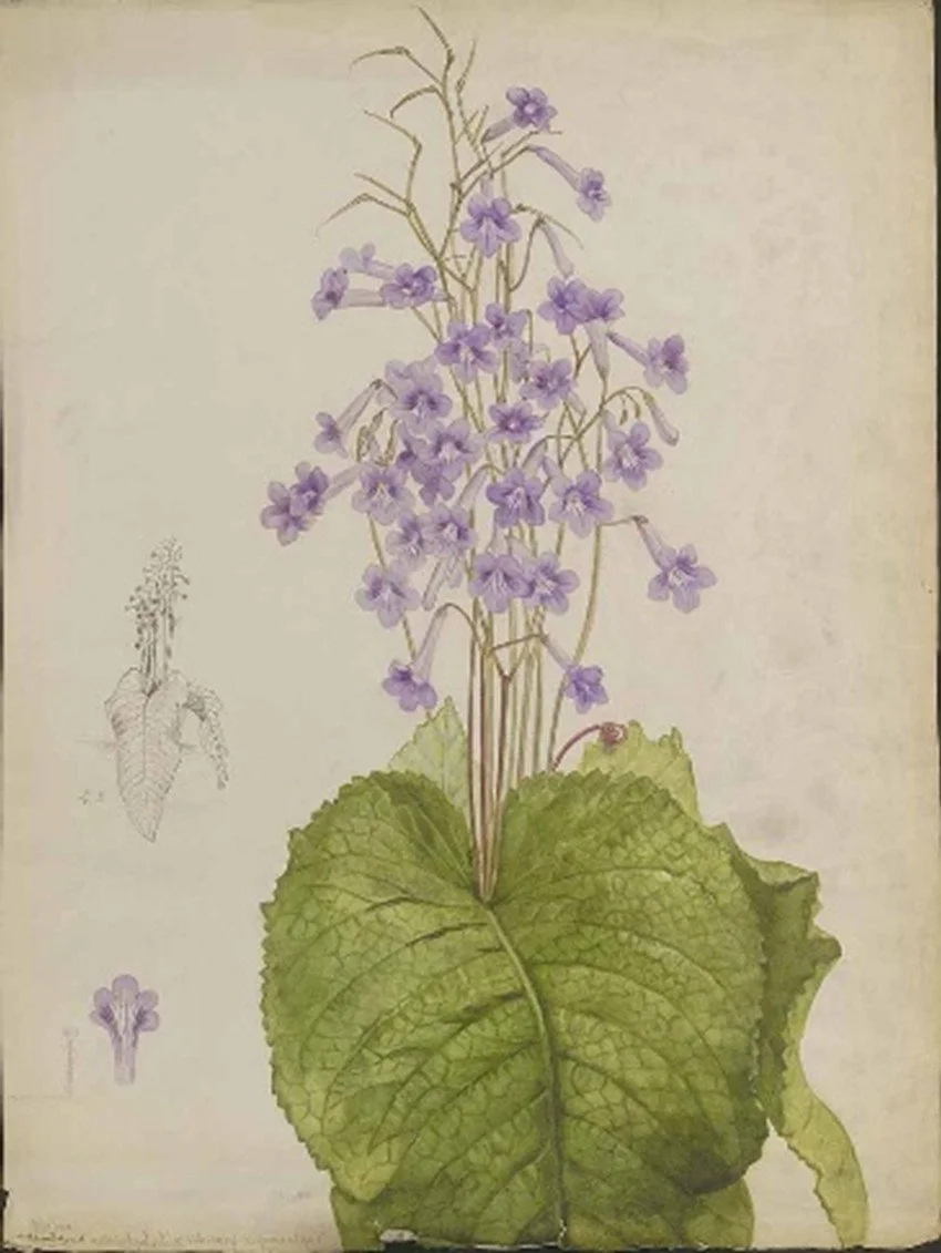 Kunst in dienst van de wetenschap Over de Leidse kunstenaar Floris Verster, de Flora Batava en de Leidse kunstenares Helena Christina van de Pavord Smits