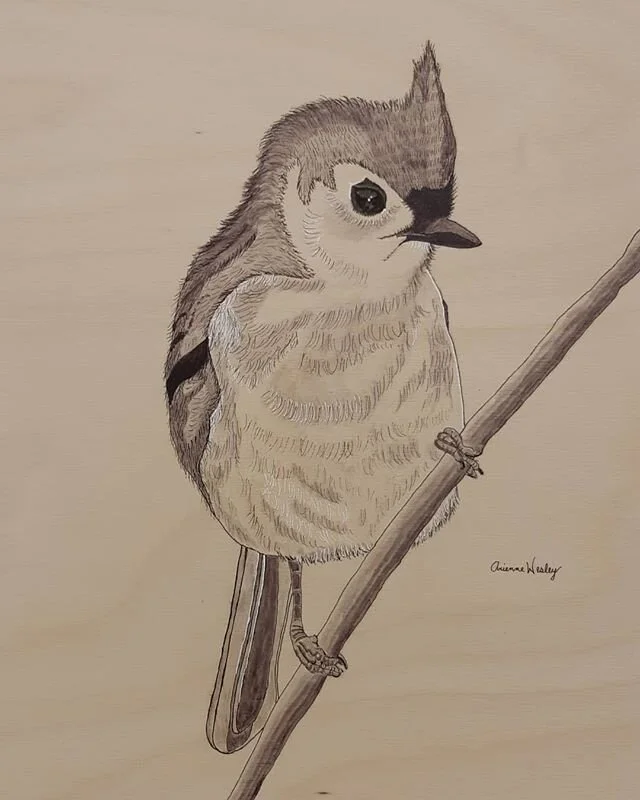 Tufted Titmouse 11&times;14 ink on birch