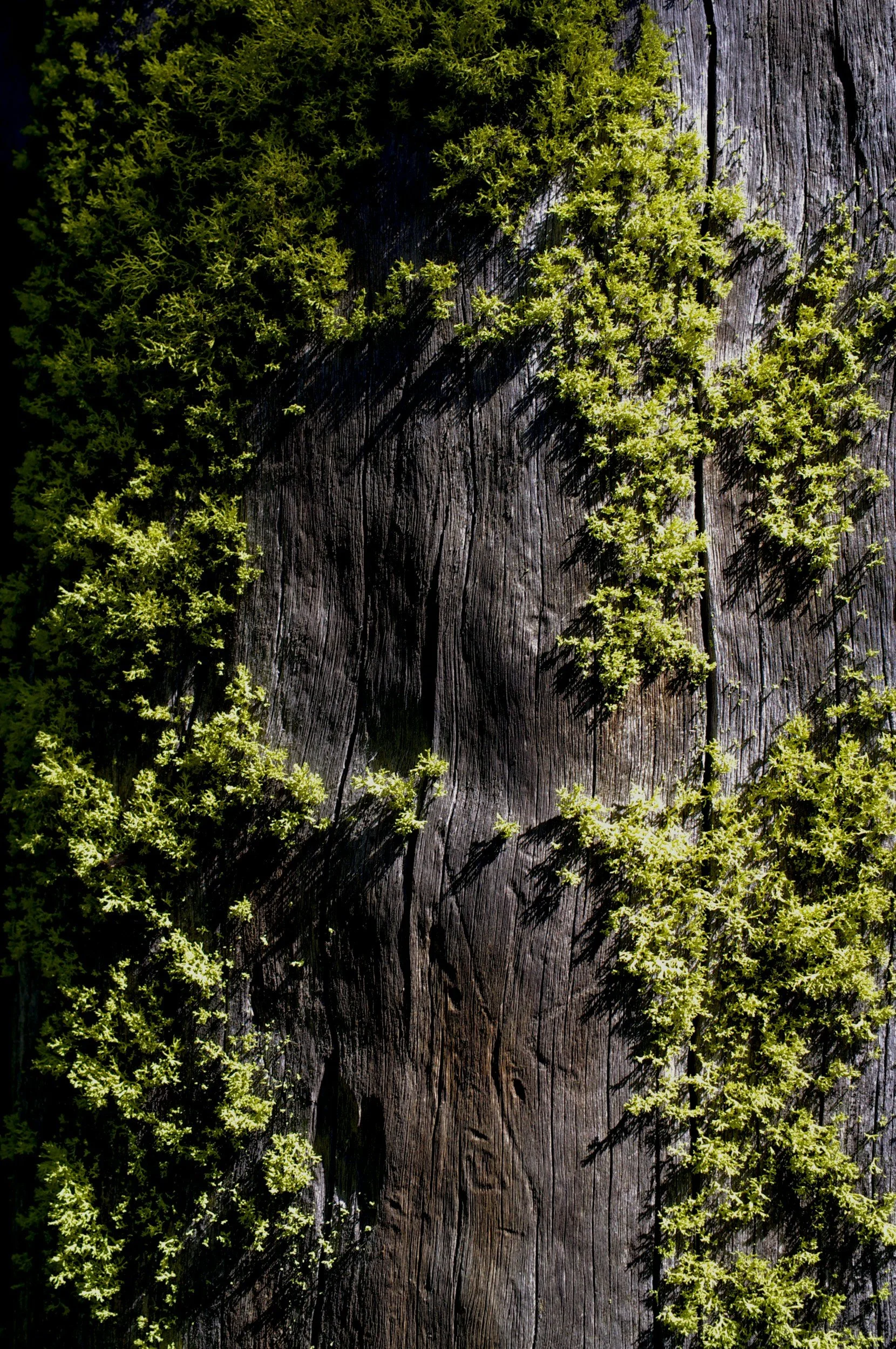 tree covered in moss