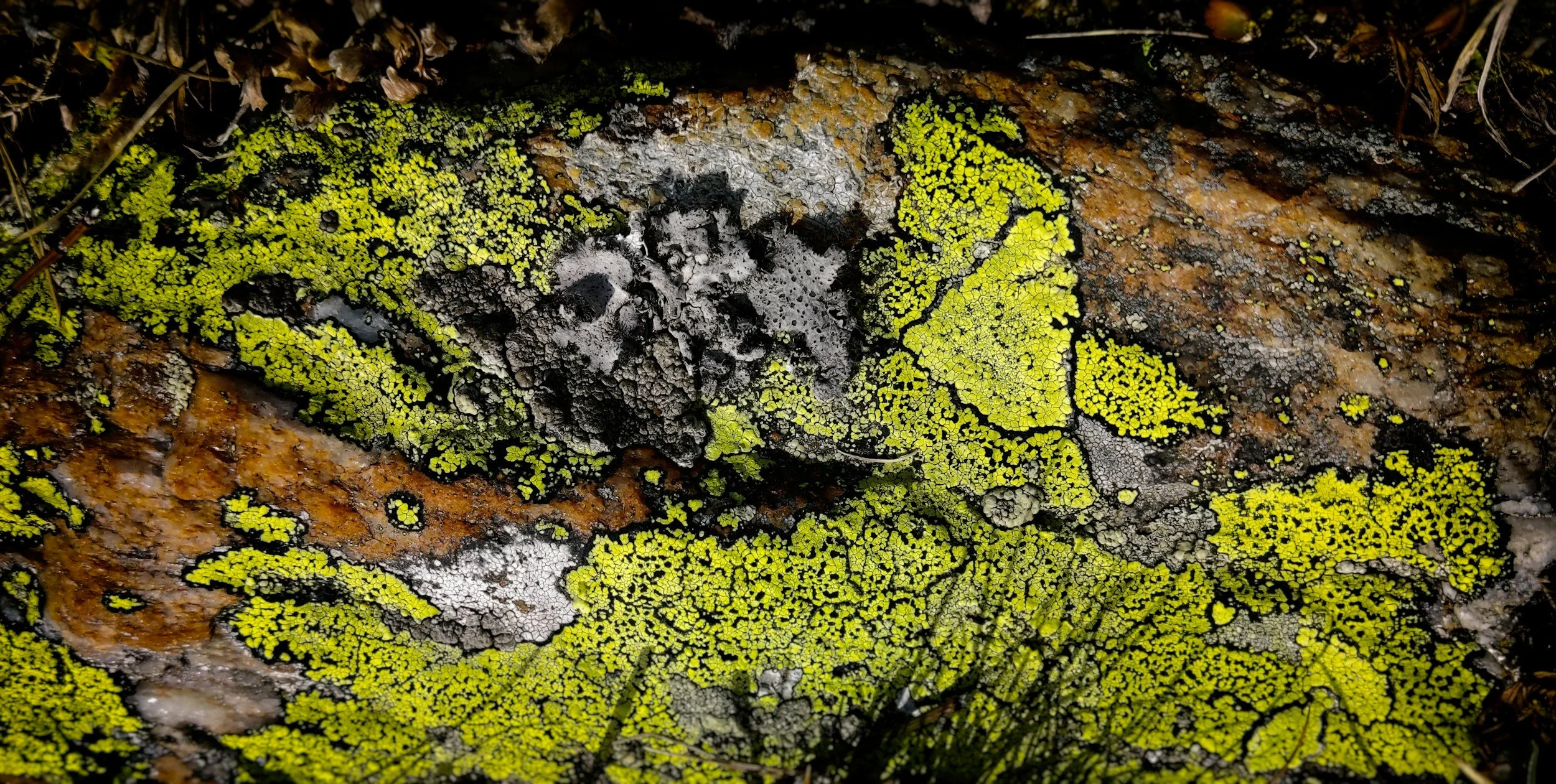 lichen covering rocks.