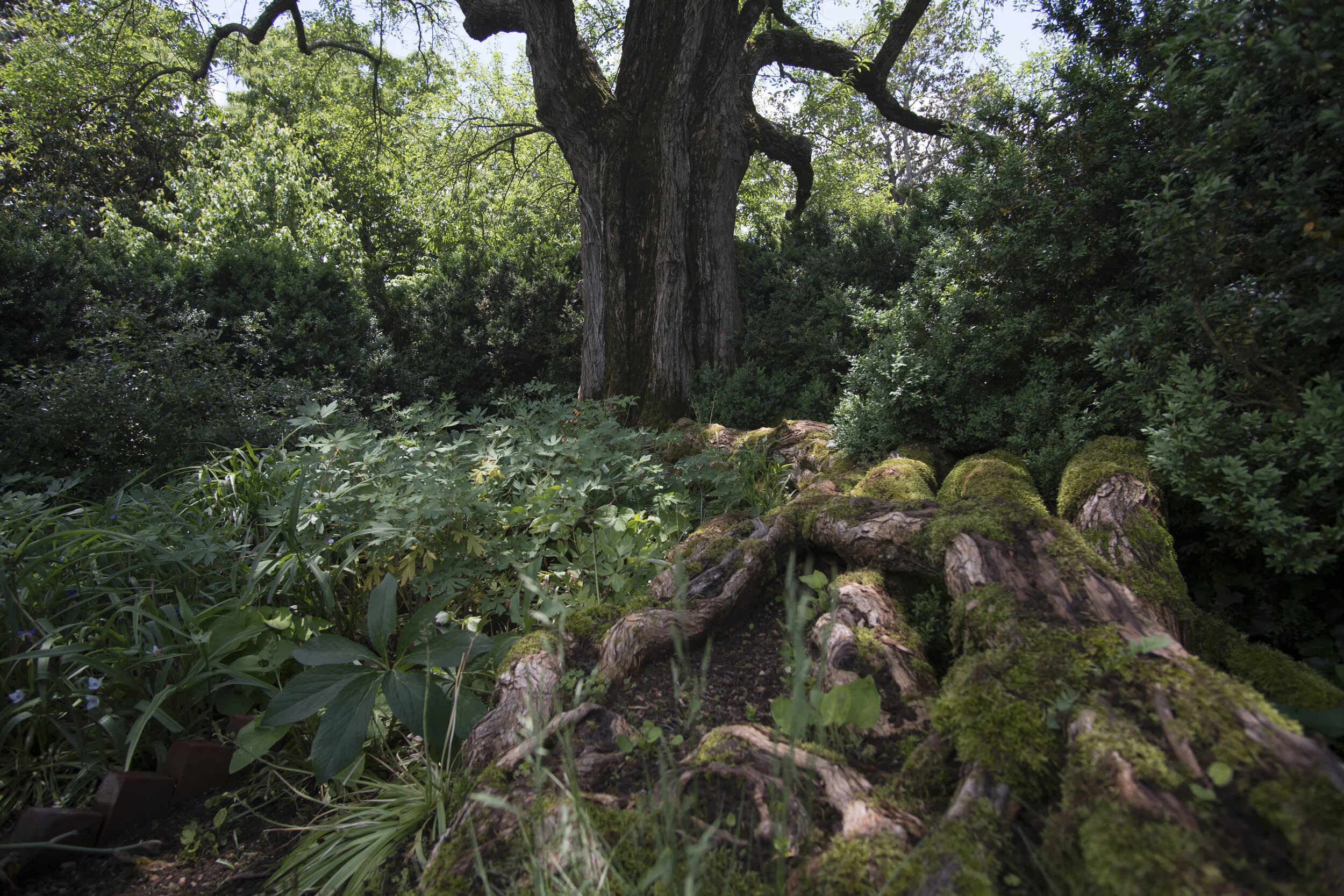 The Osage Orange tree that sits at the Morven Formal Gardens entrance, its roots trail toward the foreground covered in moss.