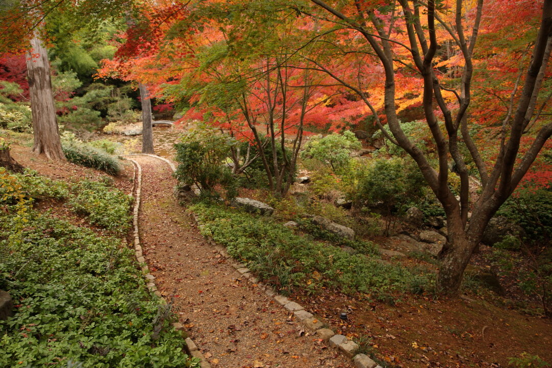 The Morven Japanese Garden path with autumn foliage and lush greenery winds down to the lower pond level.