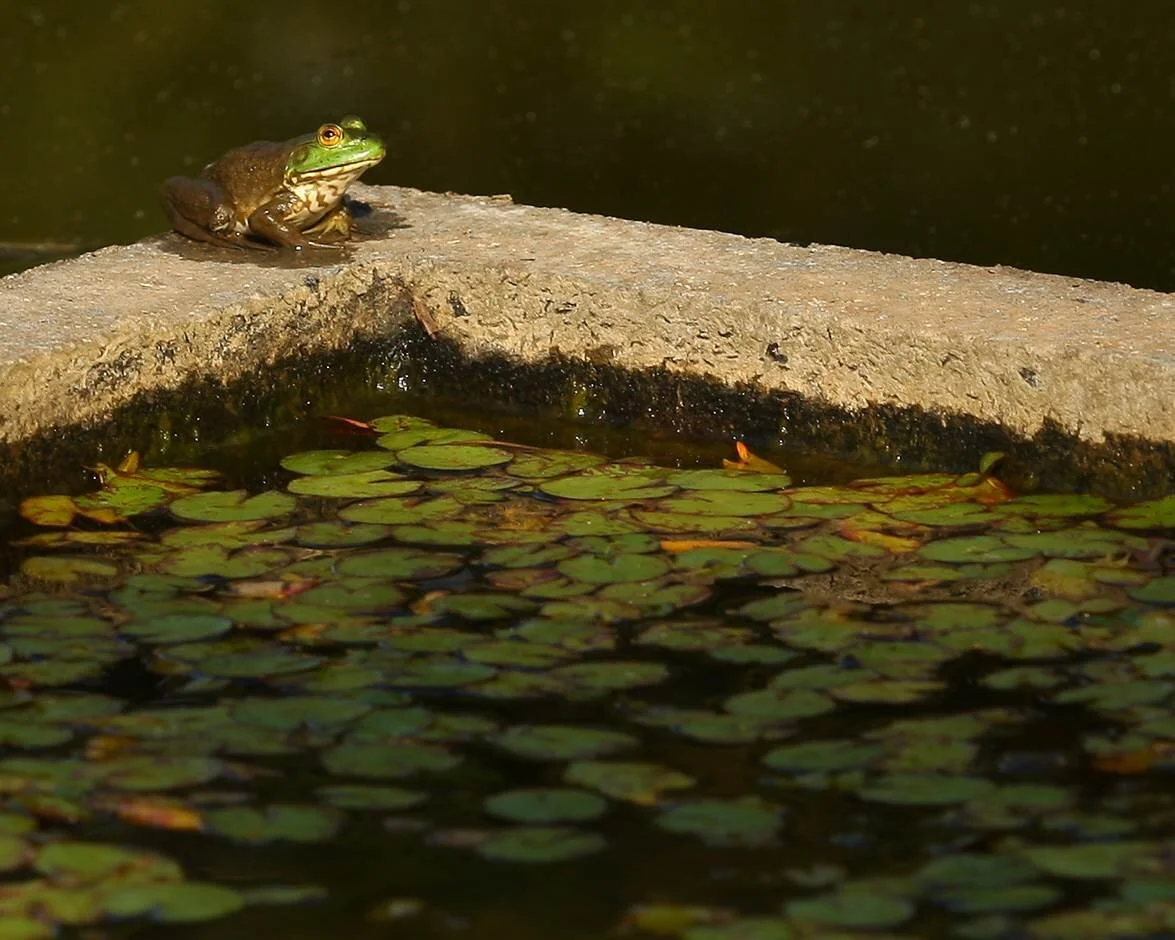 The Morven reflecting pool, full of lily pads and a frog sitting on the edge looking over the pool.
