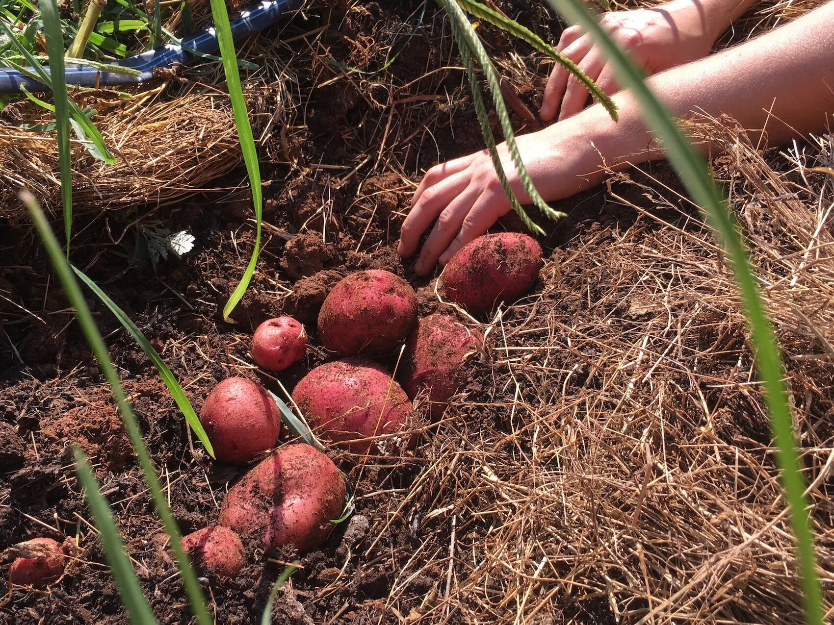 Morven Kitchen Garden — Morven