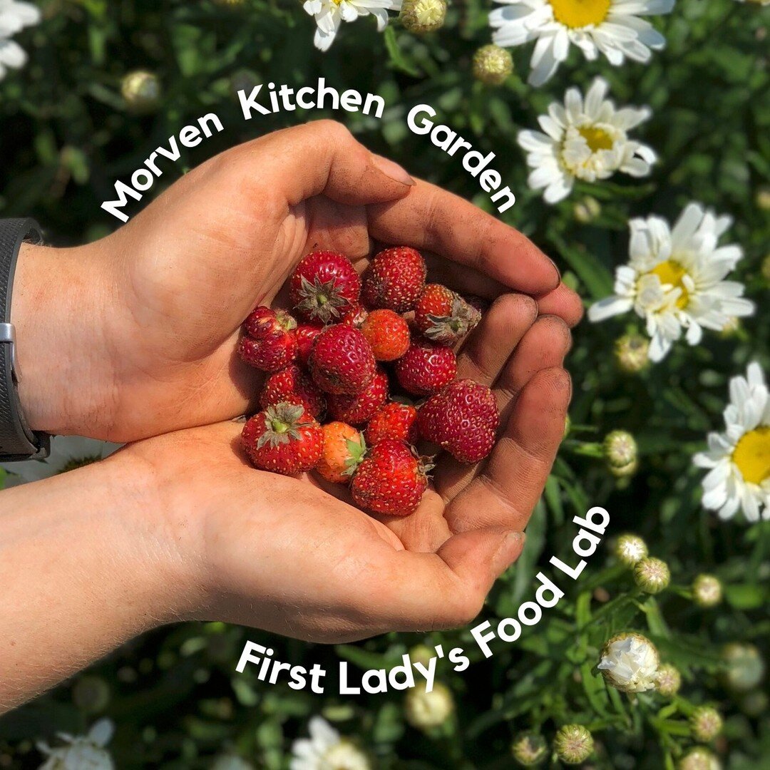 Our crown jewels, better known as Morven Kitchen Garden (MKG) and the First Lady's Food Lab. 

This dynamic duo promotes local food access to the students and residences of the Charlottesville area. These facilities operate out of a labor of love and