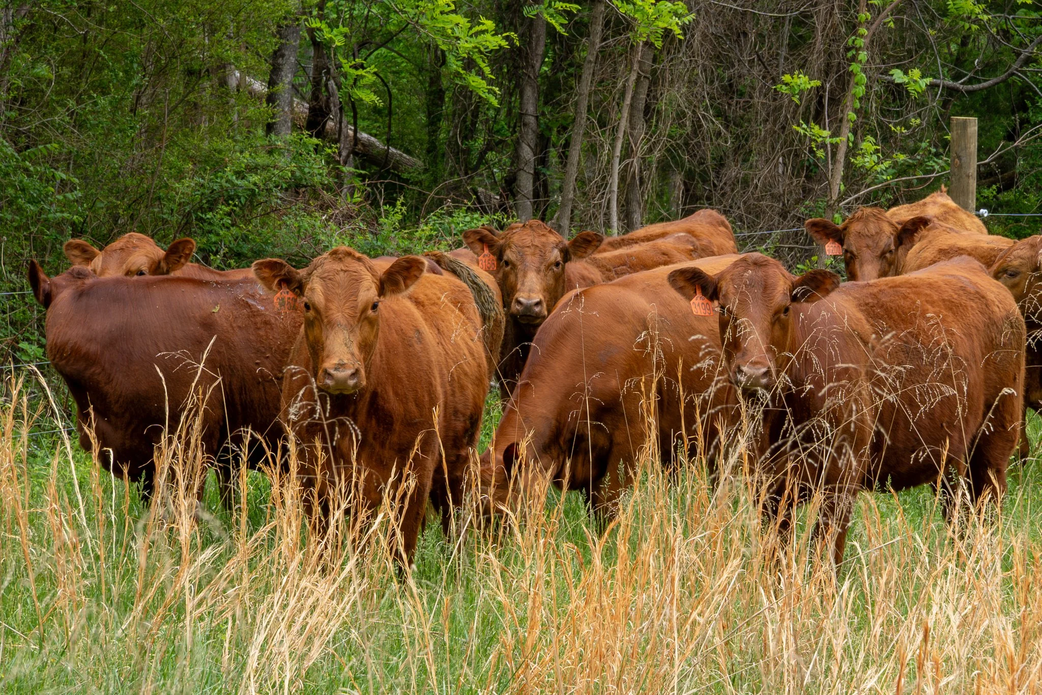 A herd of red angus cattle gather together in a patch of tall grass, a few cattle look to the camera. 