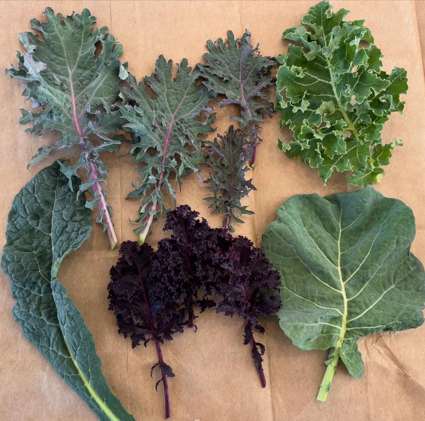 🥔Winter crop spotlight🥬 Despite frigid temperatures (and a now near frozen farm) we&rsquo;ve got all types of good stuff during the winter season, including some hardy greens like kale and swiss chard in the hoop houses. Our storage crops are also 