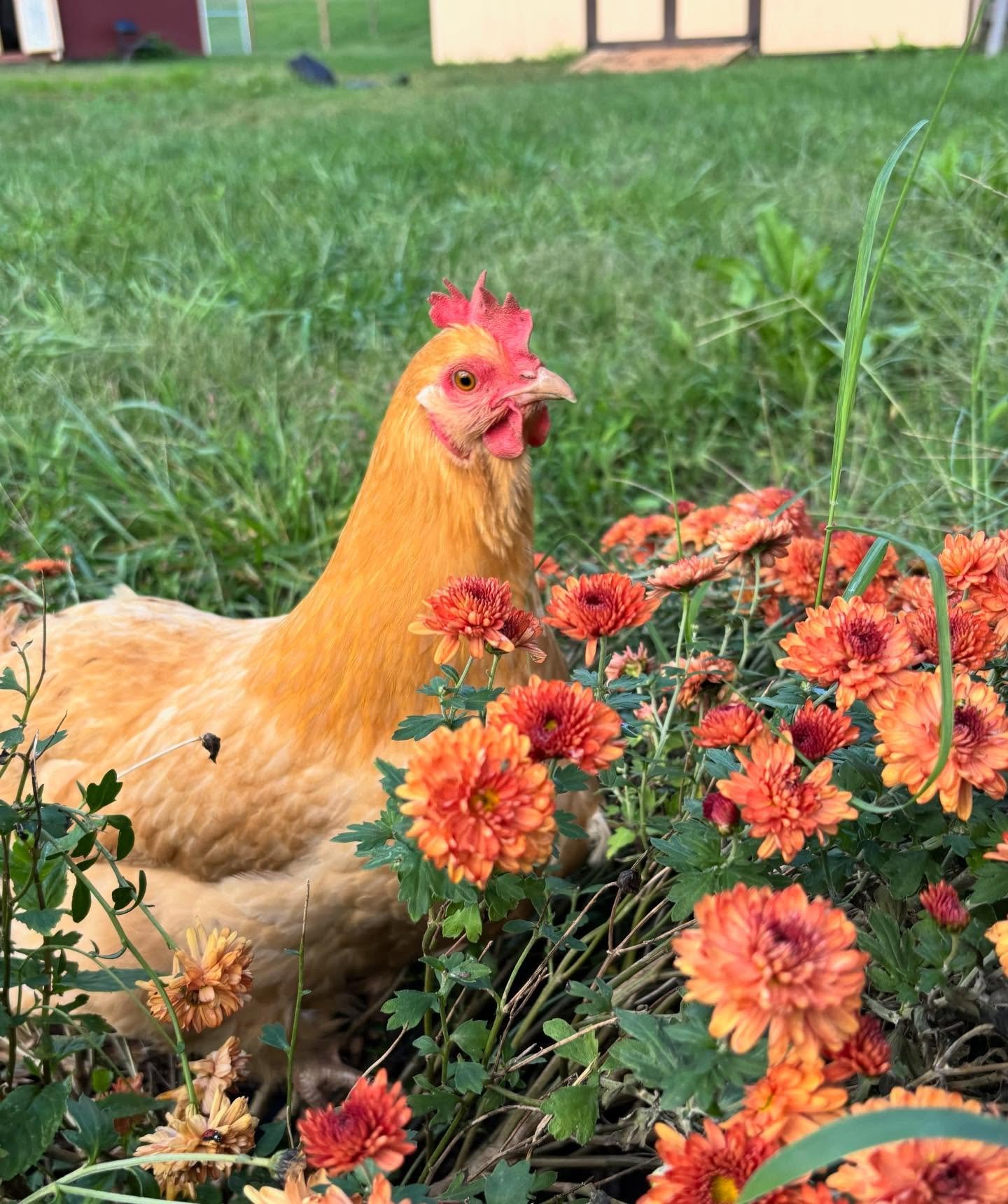 This past week, we unfortunately had to say goodbye to our beautiful hens. Sometimes nature (i.e. predators) prevails in spite of our greatest attempts to evade it. Eggatha Christie, Jackie Hennedy, Lady Bird Johnson, and Bailey&mdash; your presence 