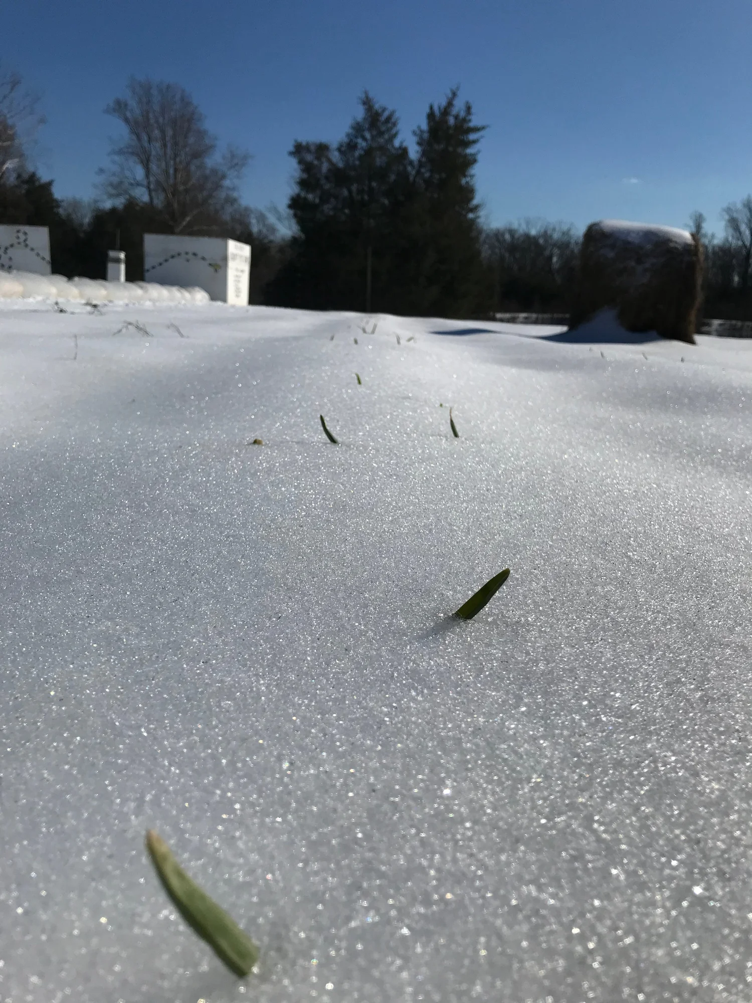 Morven Kitchen Garden — Morven