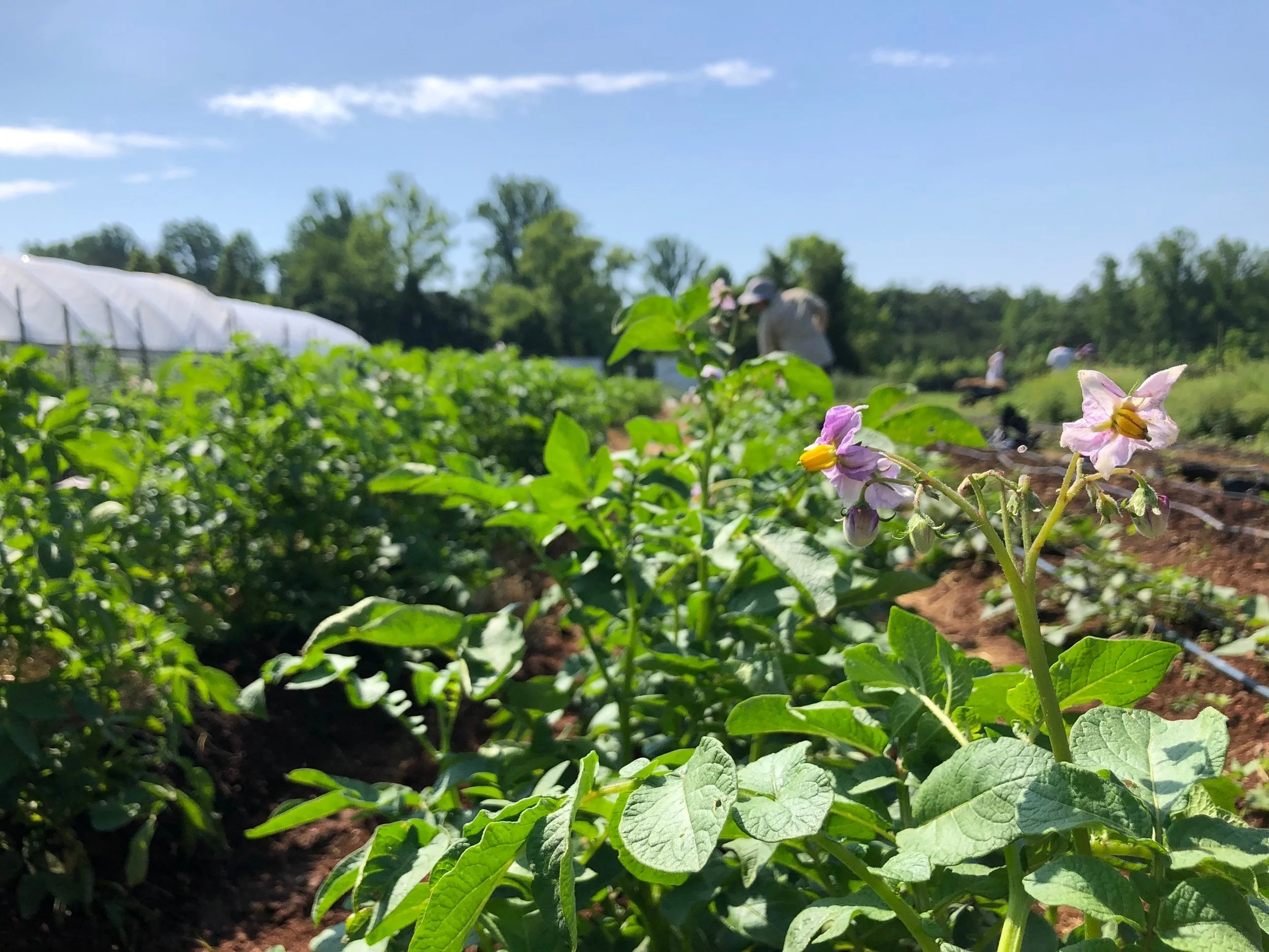 Morven Kitchen Garden — Morven