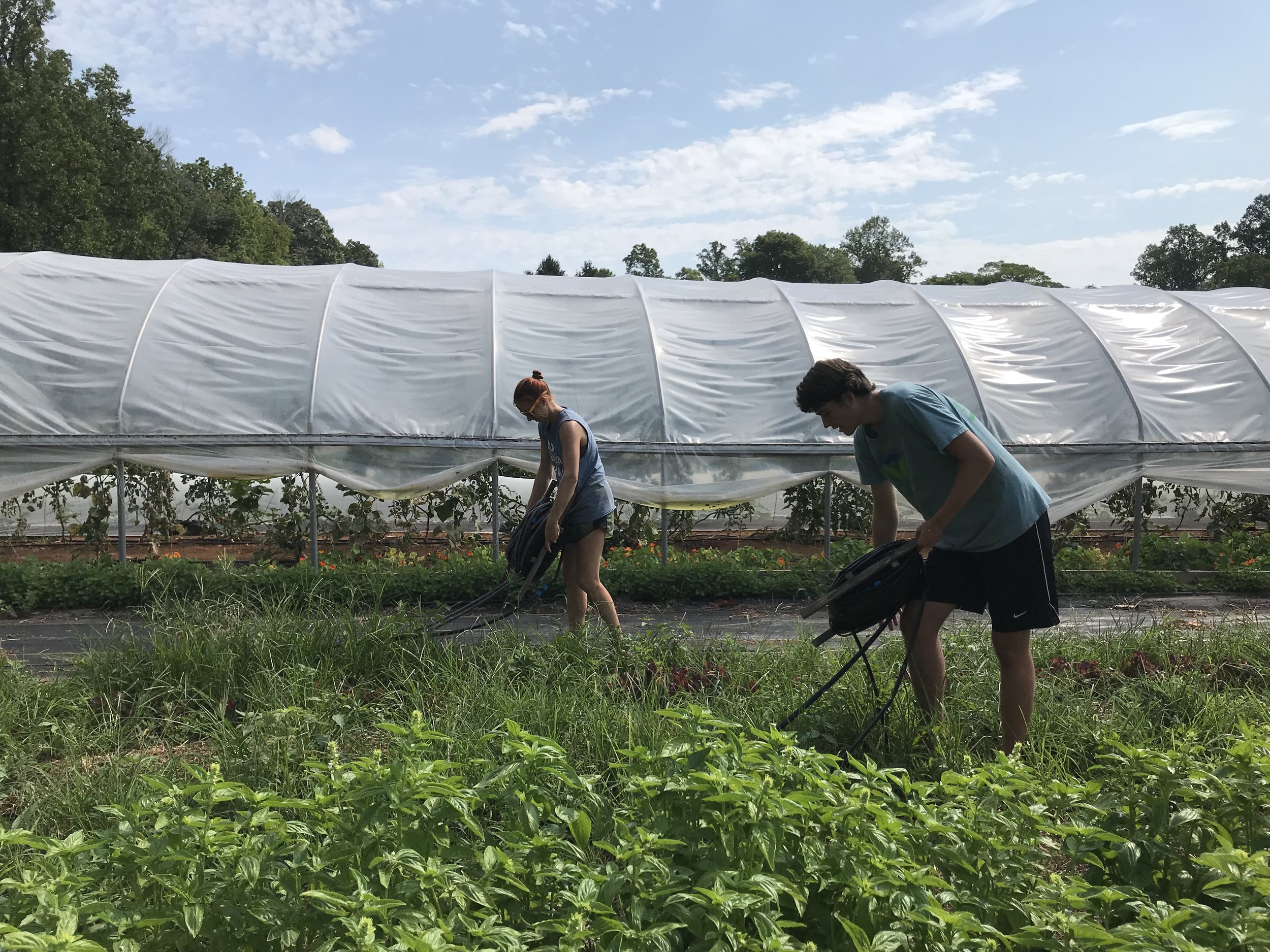 Morven Kitchen Garden — Morven