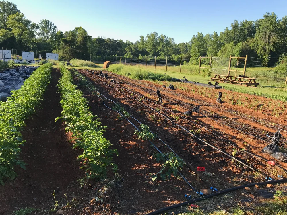 Morven Kitchen Garden — Morven