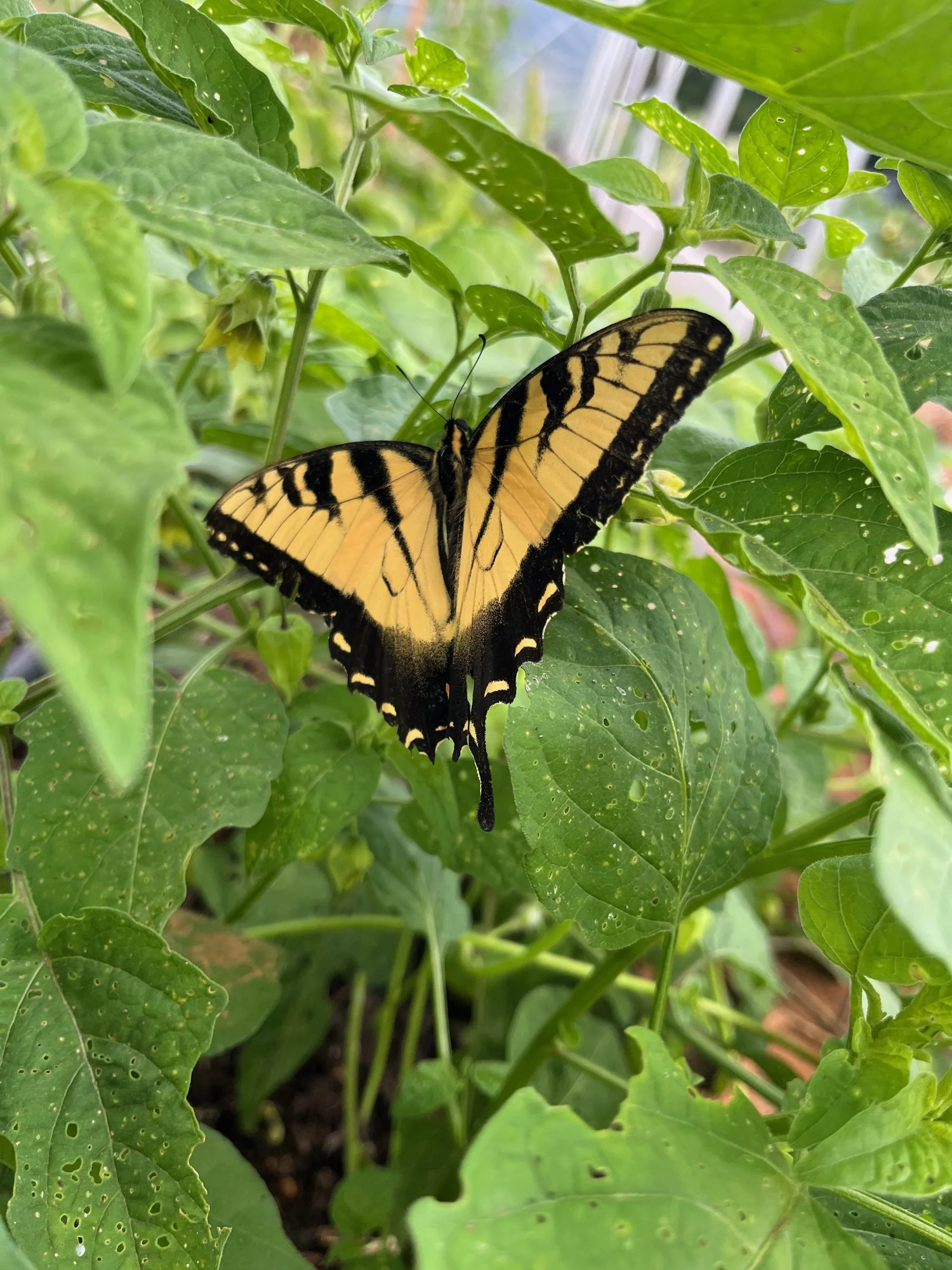 Morven Kitchen Garden — Morven