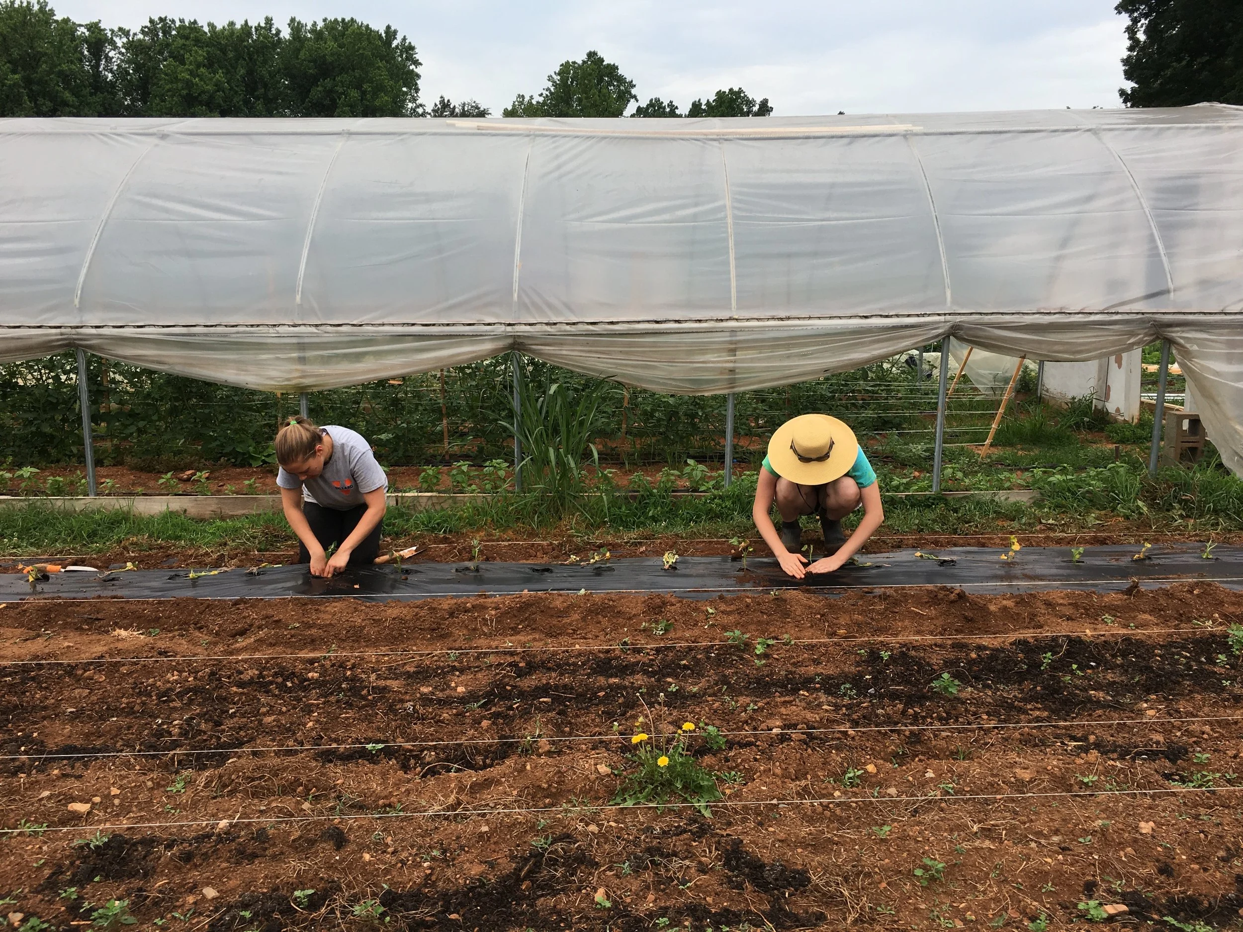 Morven Kitchen Garden — Morven