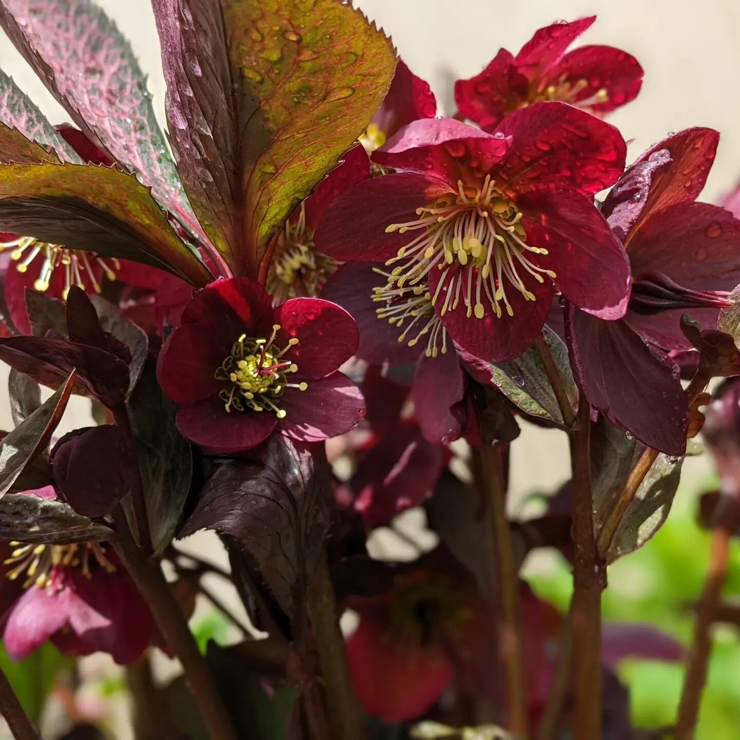 April showers bring May flowers but so does Water Whys Irrigation #waterwhysirrigation #waterwhys #hellebores