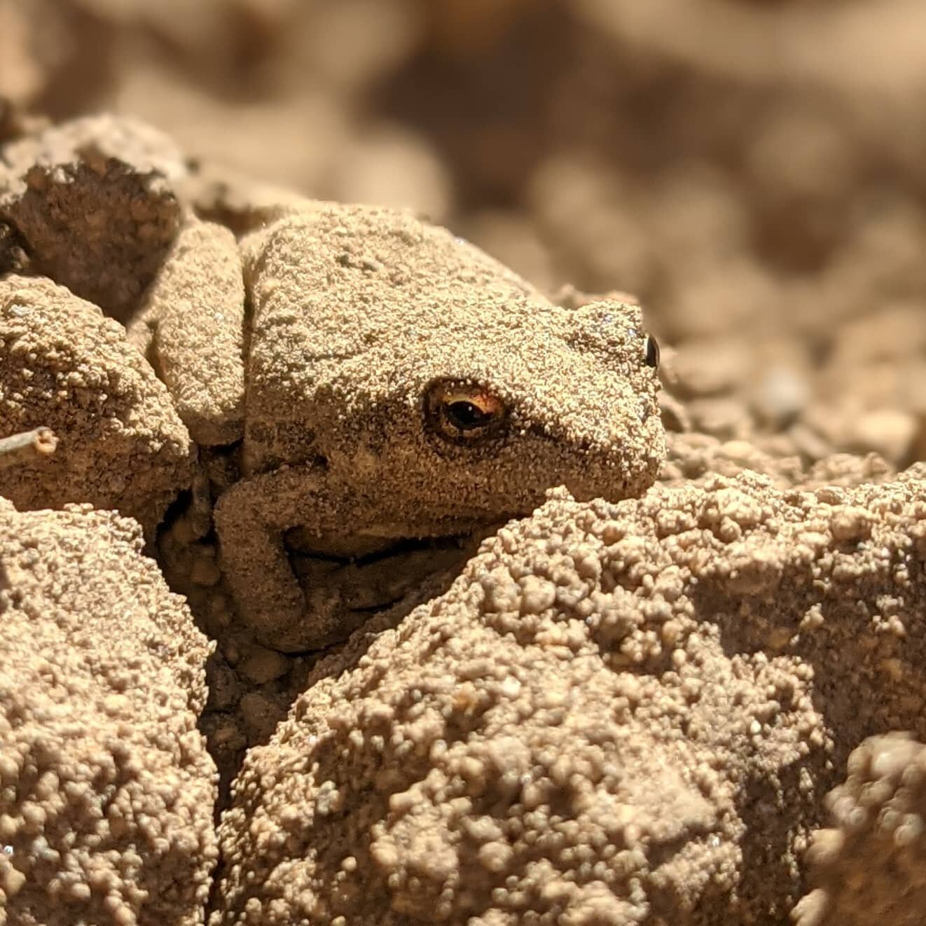 I feel like that dirt clod is staring at me... #waterwhysirrigation #waterwhys #frog #dirtclod