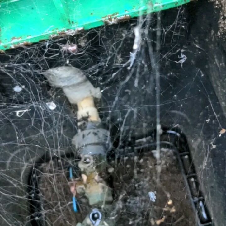 So glad I can recognize black widow webs, super messy and chaotic, I knew there had to be one in this box and I didn't see her until she moved! She was right up in my face!! 😳🕷️ Also, I remember I saw one here last year, so fun to visit my pets ann