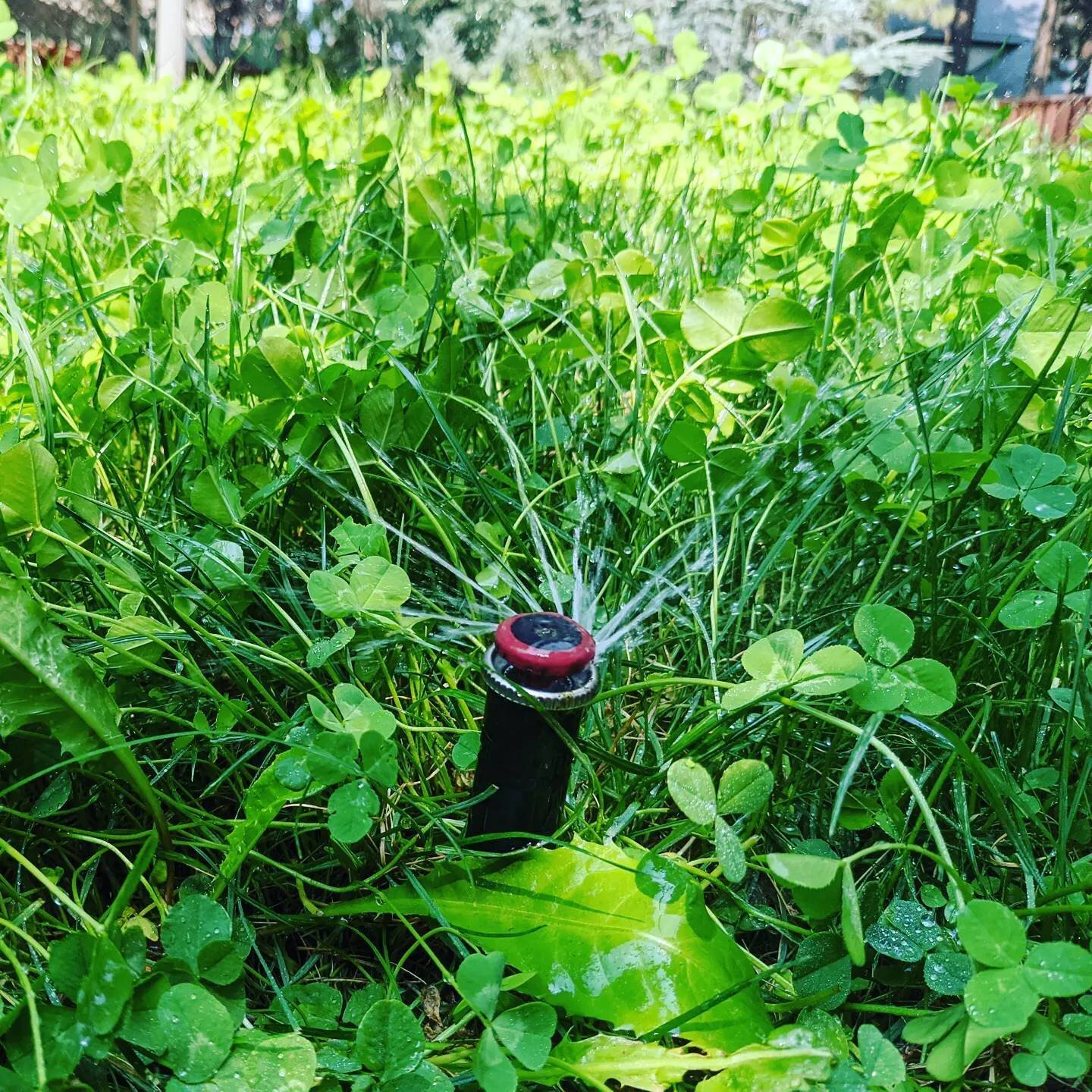 Nothing makes my heart happy quite like a rotary nozzle on an eco-lawn 💚 super proud of my client who seeded this lawn herself #waterwhysirrigation #waterwhys #ecolawn #mprotator #protimeseed