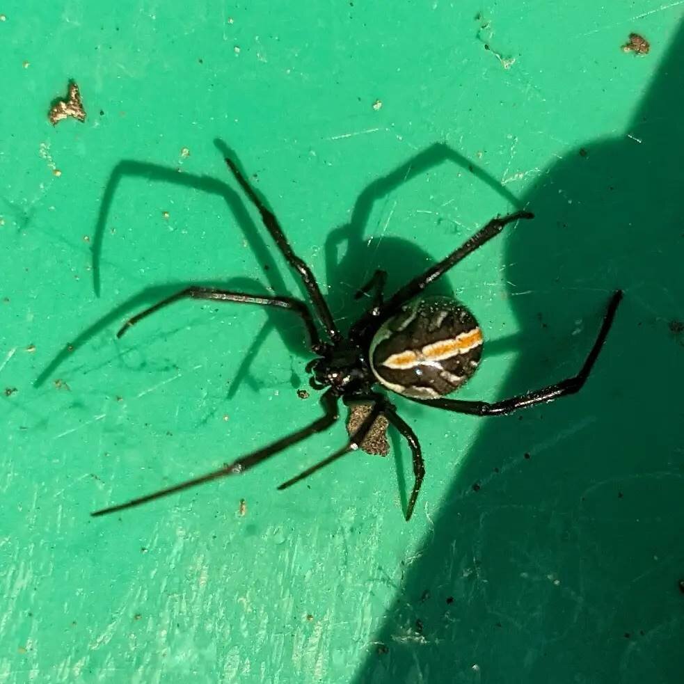 Found this juvenile Western black widow in a valve box lid today, she was tiny and balled up, I barely noticed her at first #waterwhysirrigation #waterwhys #blackwidowspider