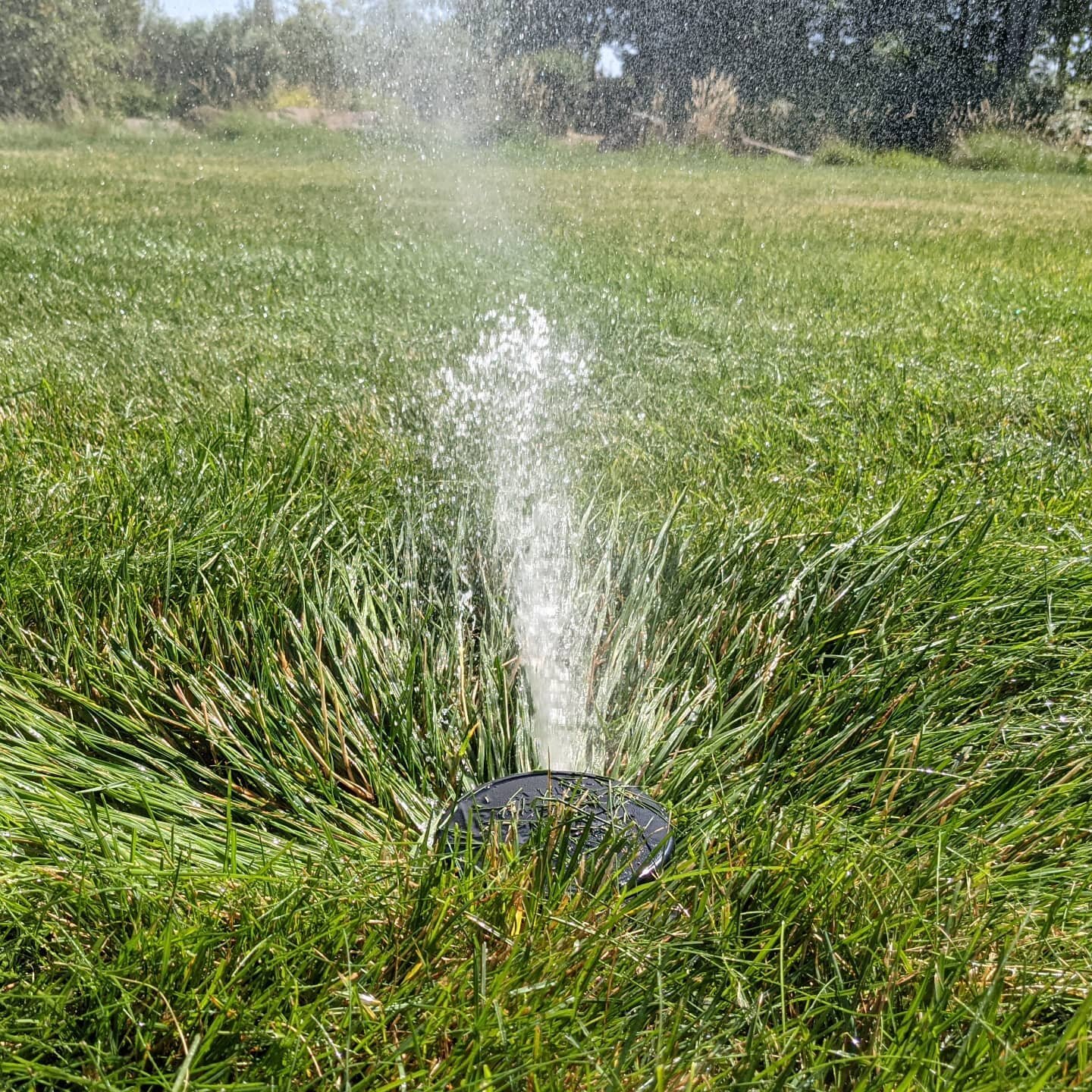 Sunken heads affect uniformity and runtimes are often increased to compensate for the inefficiency. Proper alignment improves distribution and conserves water #waterwhysirrigation #waterwhys