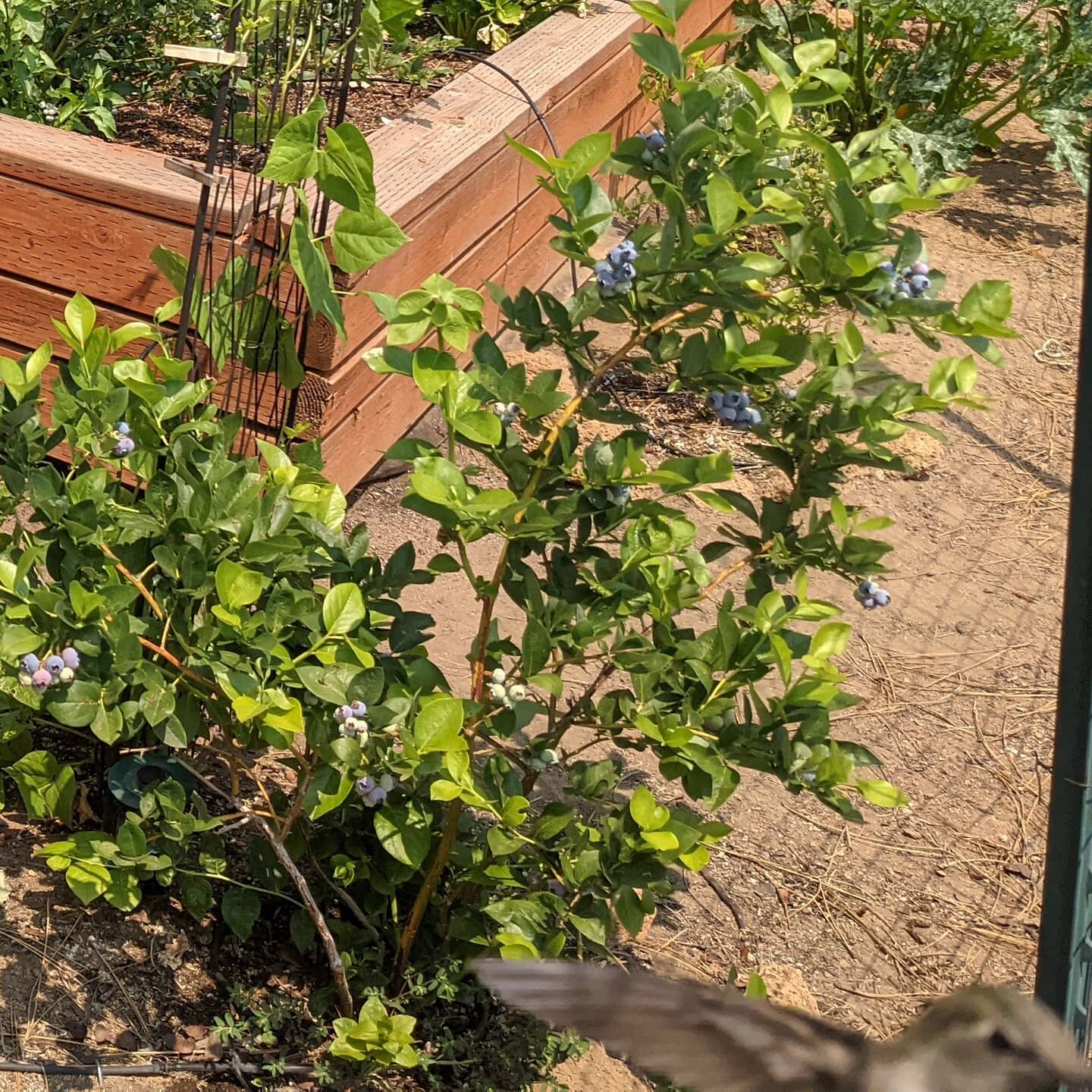 Admiring a client's garden, I got photobombed by a hummingbird! (Lower right) There was 2 of them, wish I could have got more pictures but they're too quick!! #waterwhysirrigation #waterwhys #dripirrigation #hummingbird