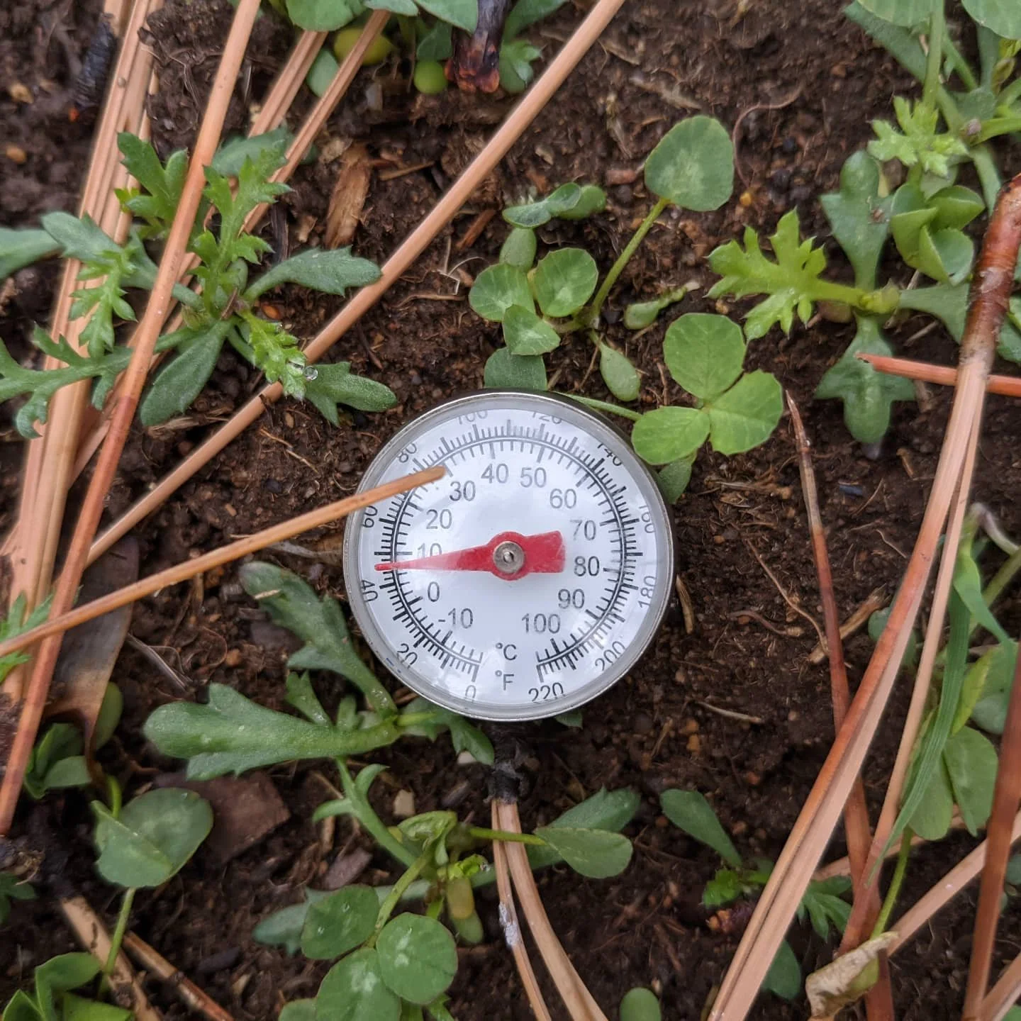 The soil is still holding some warmth from the season, perfect for germination of these clover and yarrow seedlings which are loving this rainy weather #waterwhysirrigation #waterwhys #lawnalternative #ecolawn