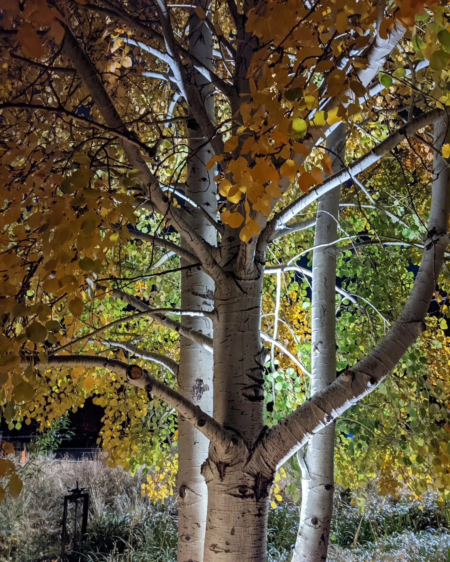 Short days means more lighting, we love this time of year! Do you need to light up your landscape? Let us know #waterwhysirrigation #waterwhys #landscapelighting #nofilter