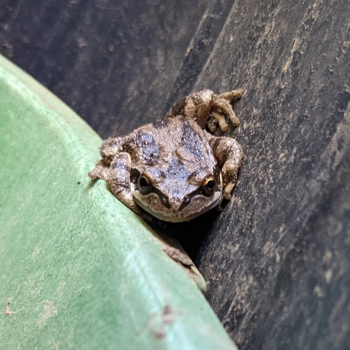 This frog watched me the whole time I performed a backflow test today, a welcome change when you work alone all day! #waterwhysirrigation #waterwhys #backflowtesting
