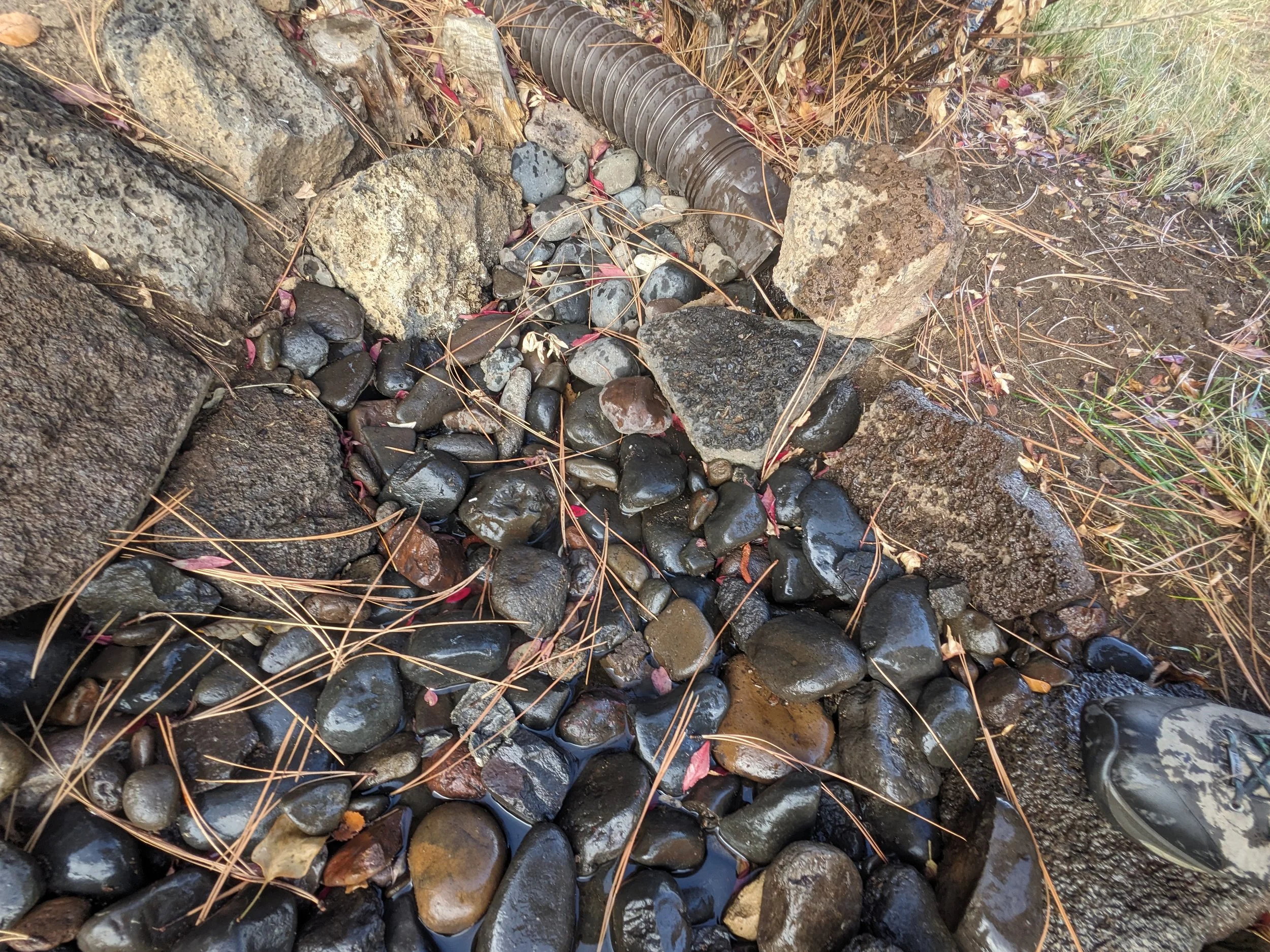 Landscape Tips: How to Help Save Trees During a Dry Winter