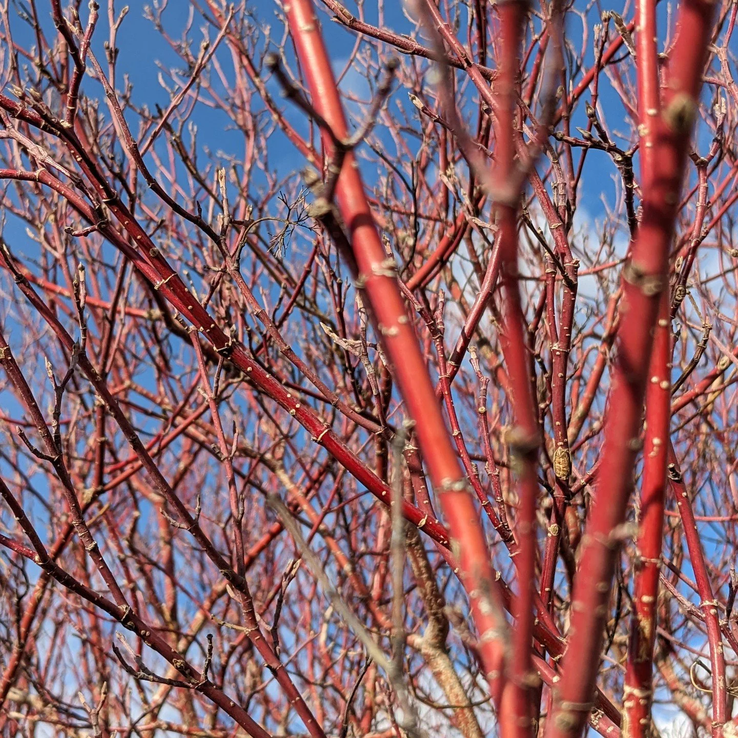 Check out our new native plant post, Pasque Time: A Monthly Portrait of Black Hills Flora. This month's feature plant is Red-twig Dogwood. Link in bio.