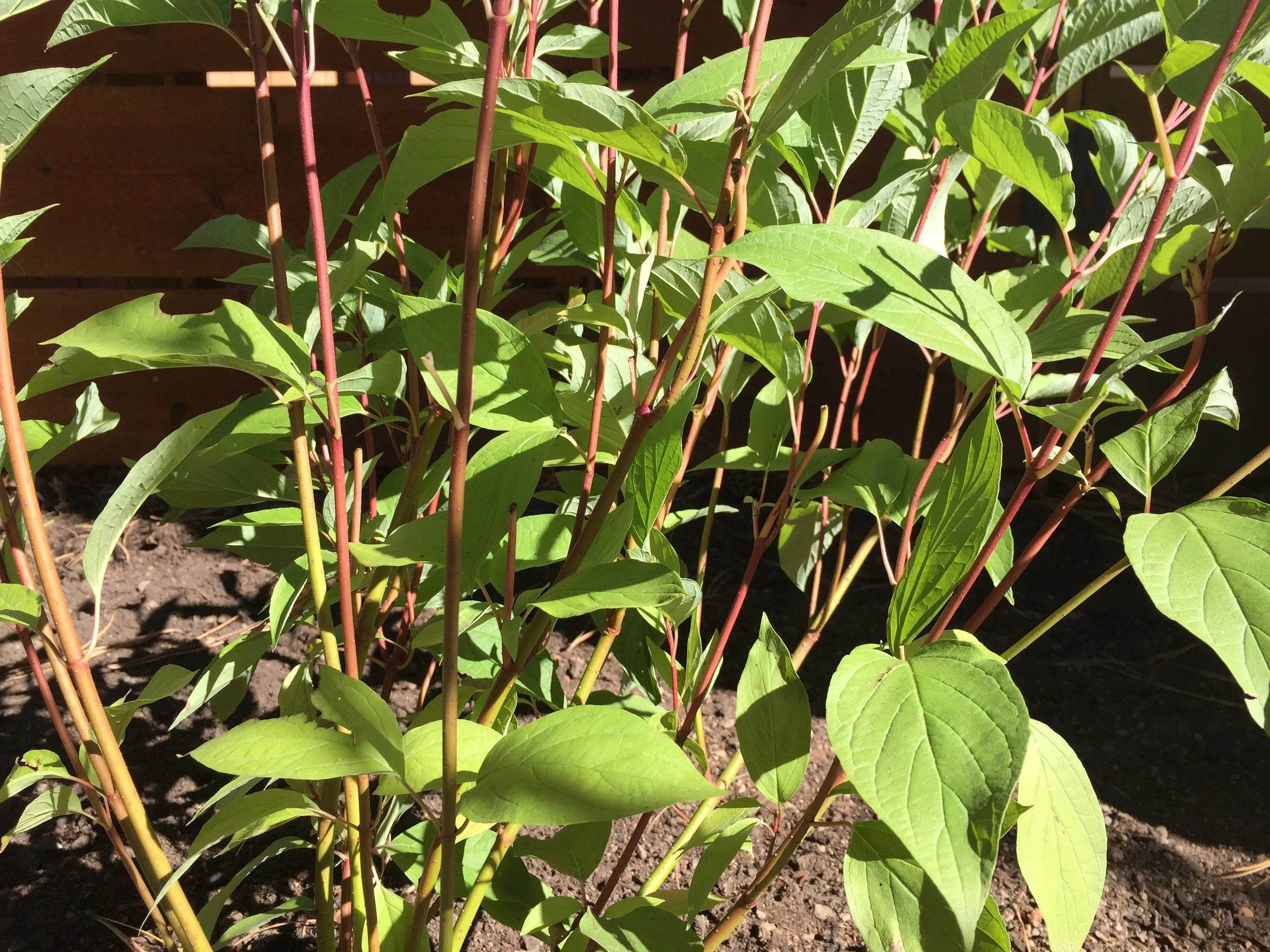 Pasque Time: A Monthly Portrait of Black Hills Flora