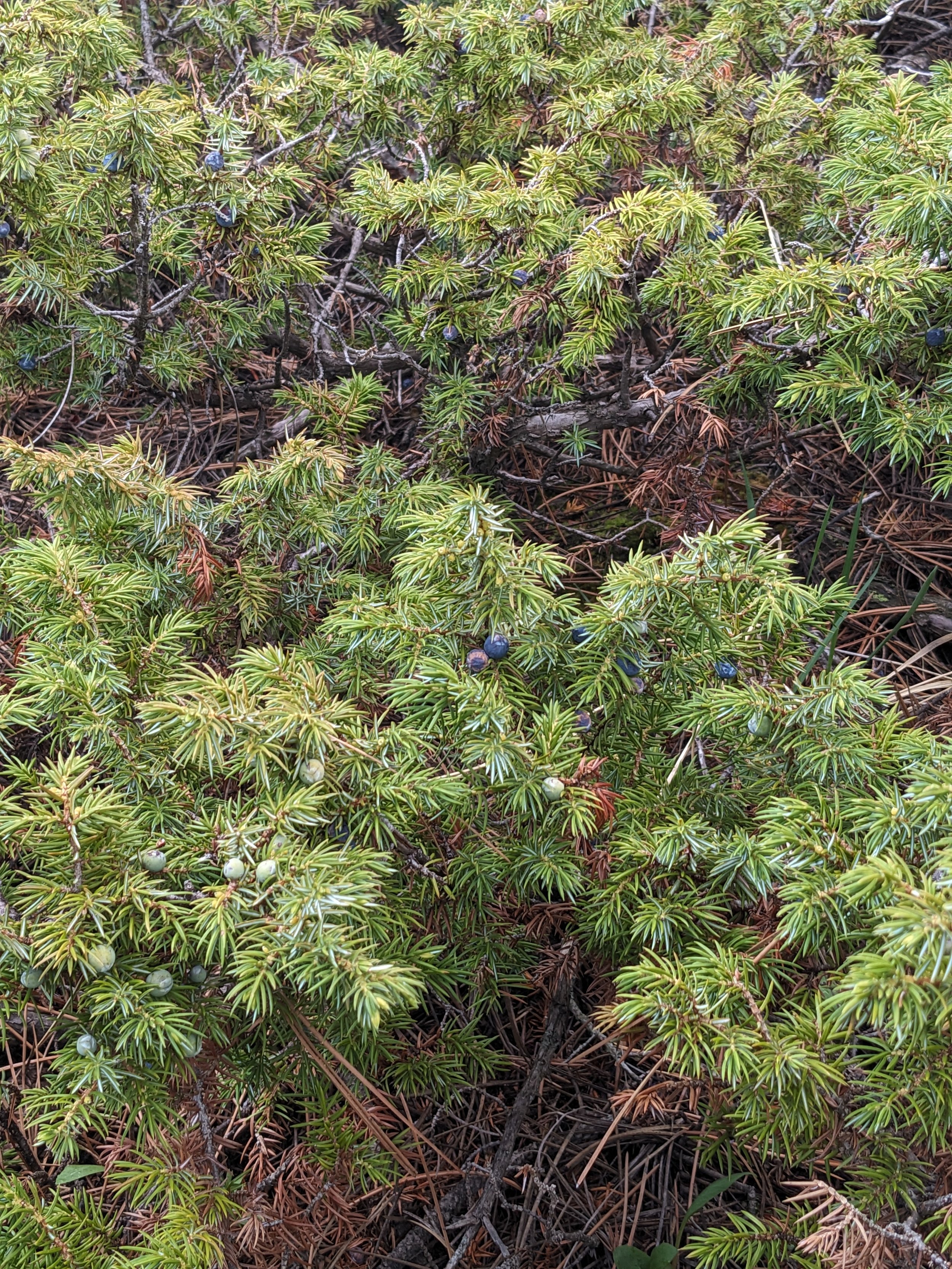 Pasque Times: A Monthly Portrait of Black Hills Flora