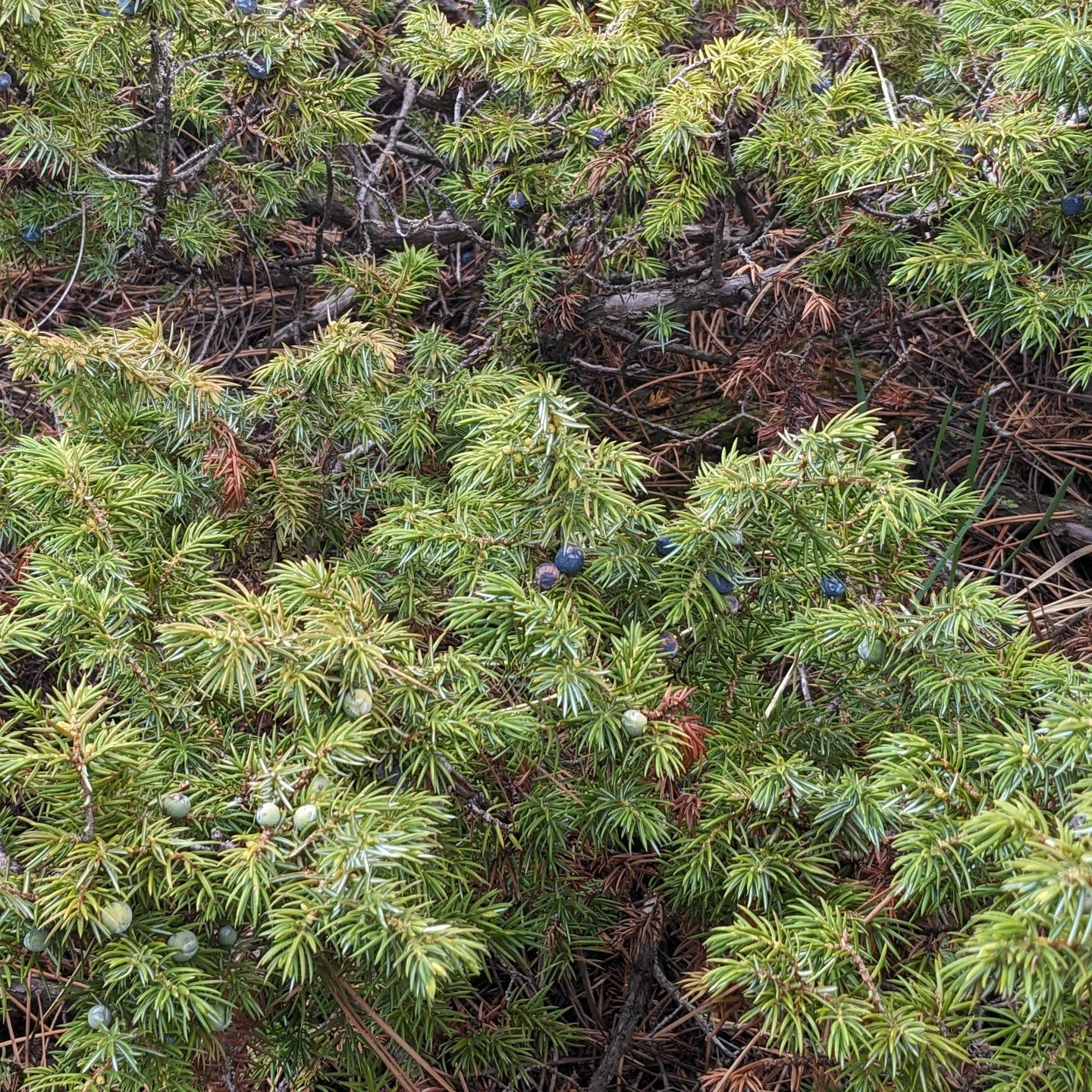 Check out our latest blog about our favorite native plants, this month is Juniperus communis. Link in bio.