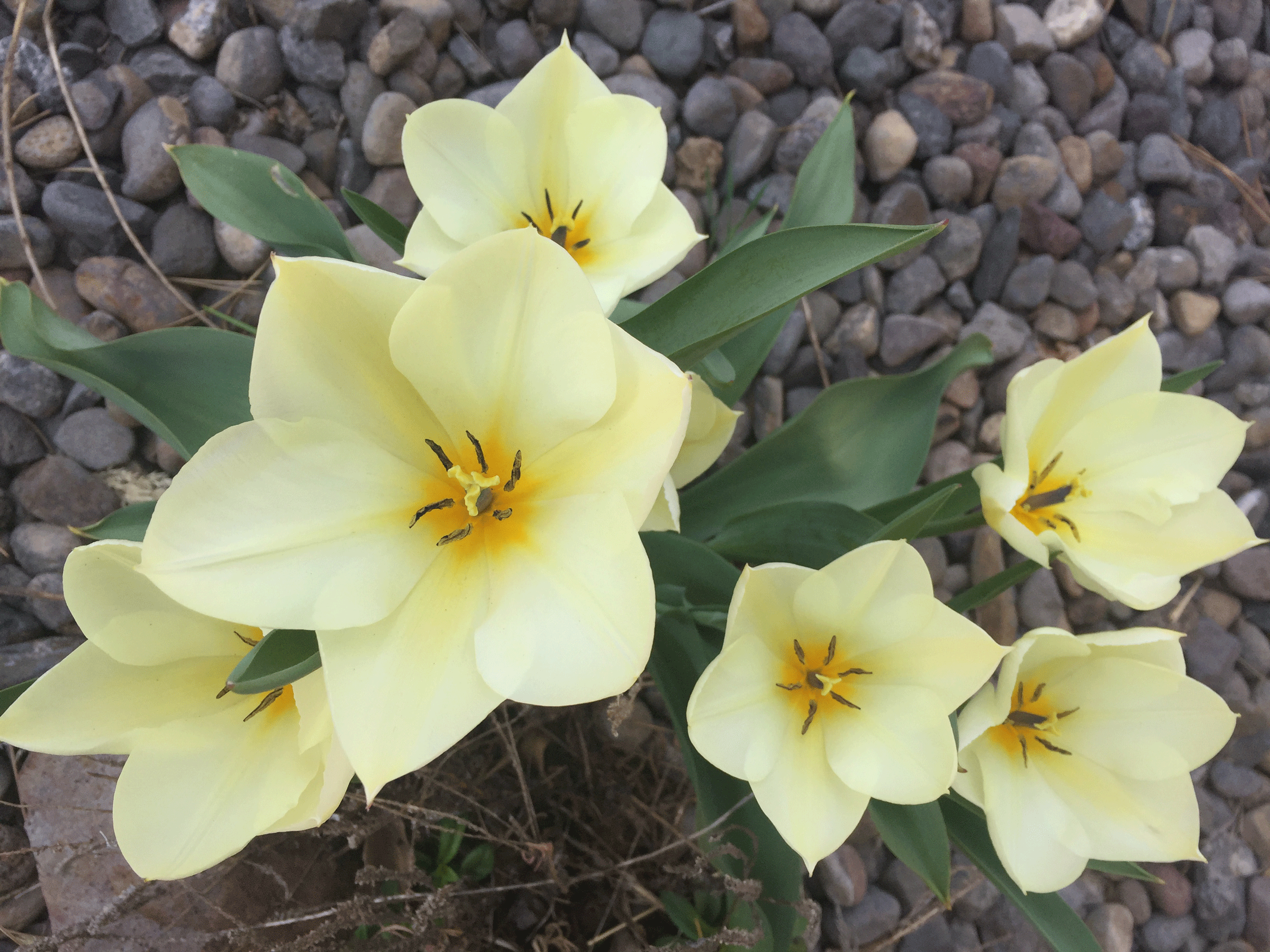Changing Seasons: Happy Spring!